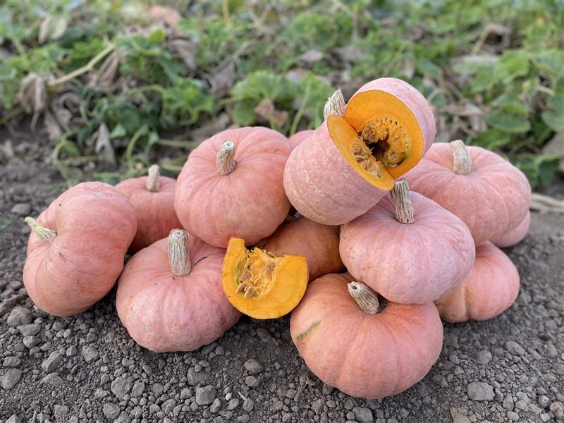 Squash Pink Panther - West Coast Seeds - Image 2
