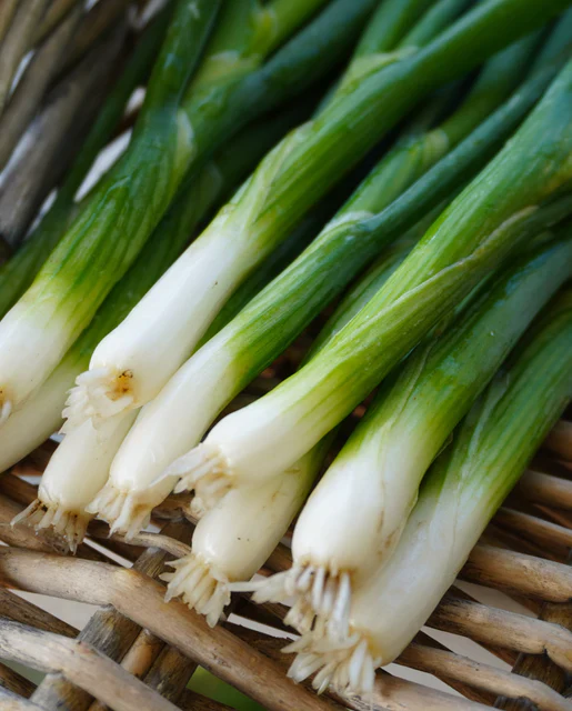 Onions Scallions Fukagawa - West Coast Seeds - Image 2