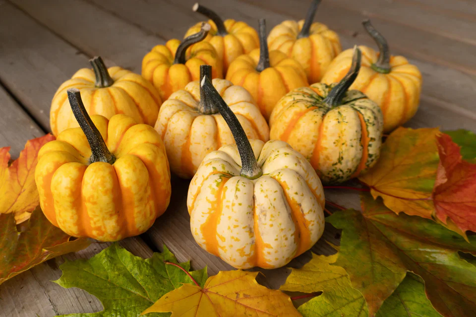 Squash Thriller - West Coast Seeds - Image 3