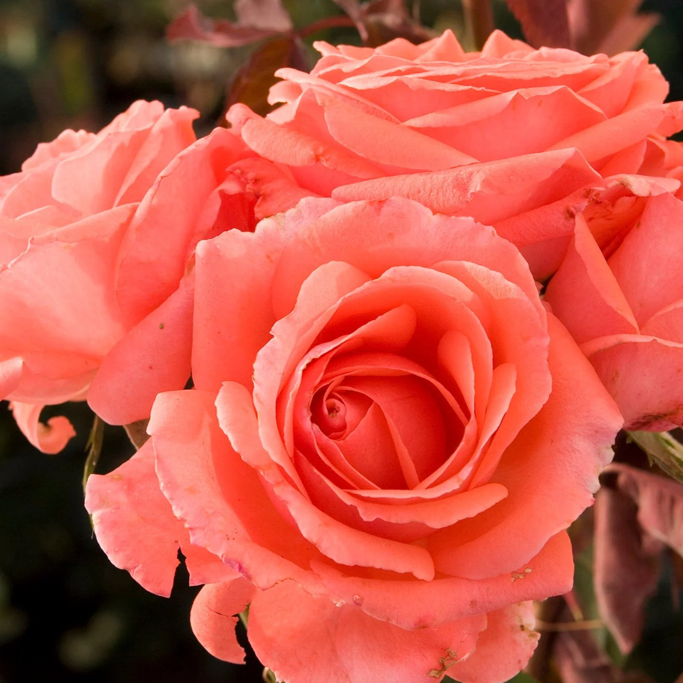 America - Star Roses and Plants
