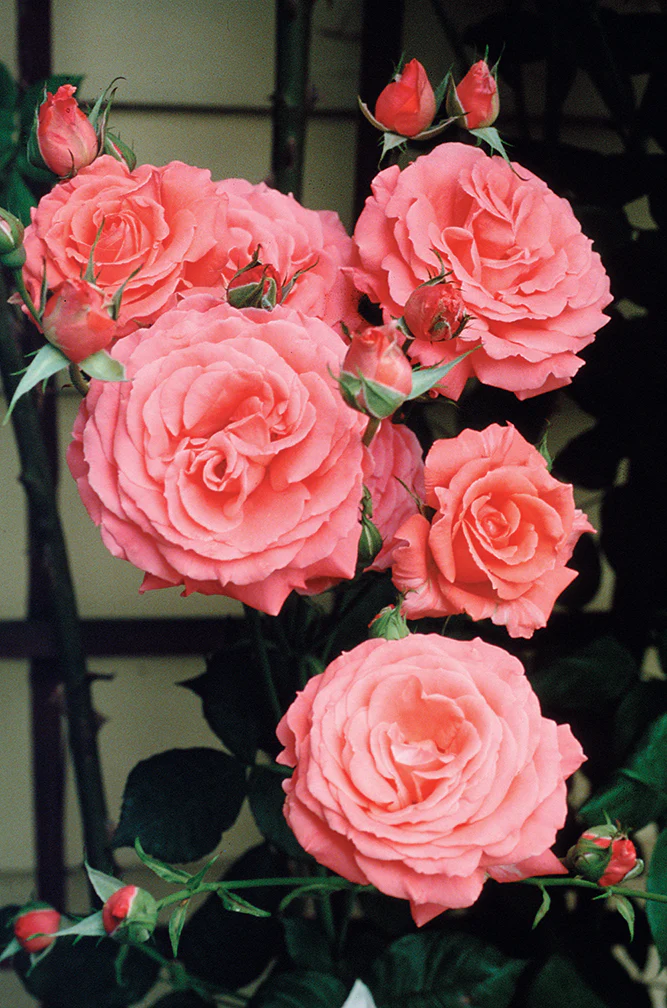 America - Star Roses and Plants - Image 2