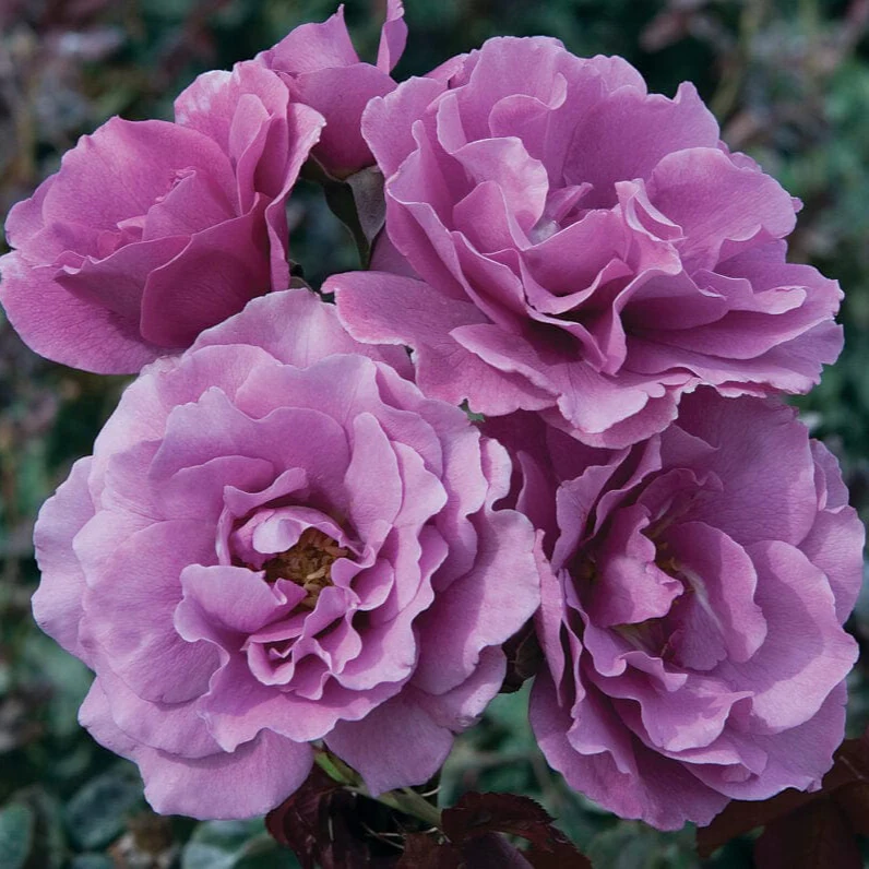 Angel Face - Star Roses and Plants