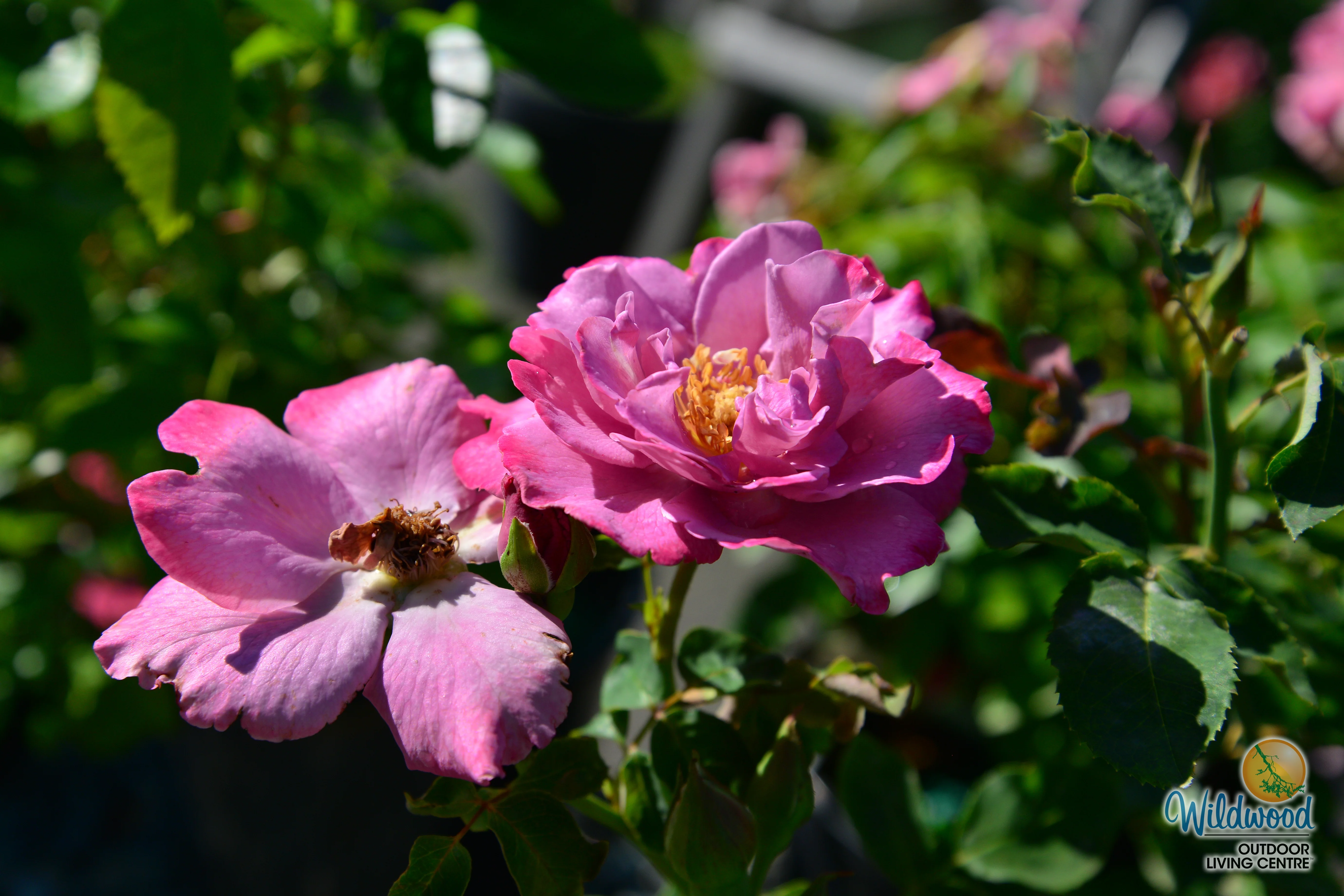 Angel Face - Star Roses and Plants - Image 2
