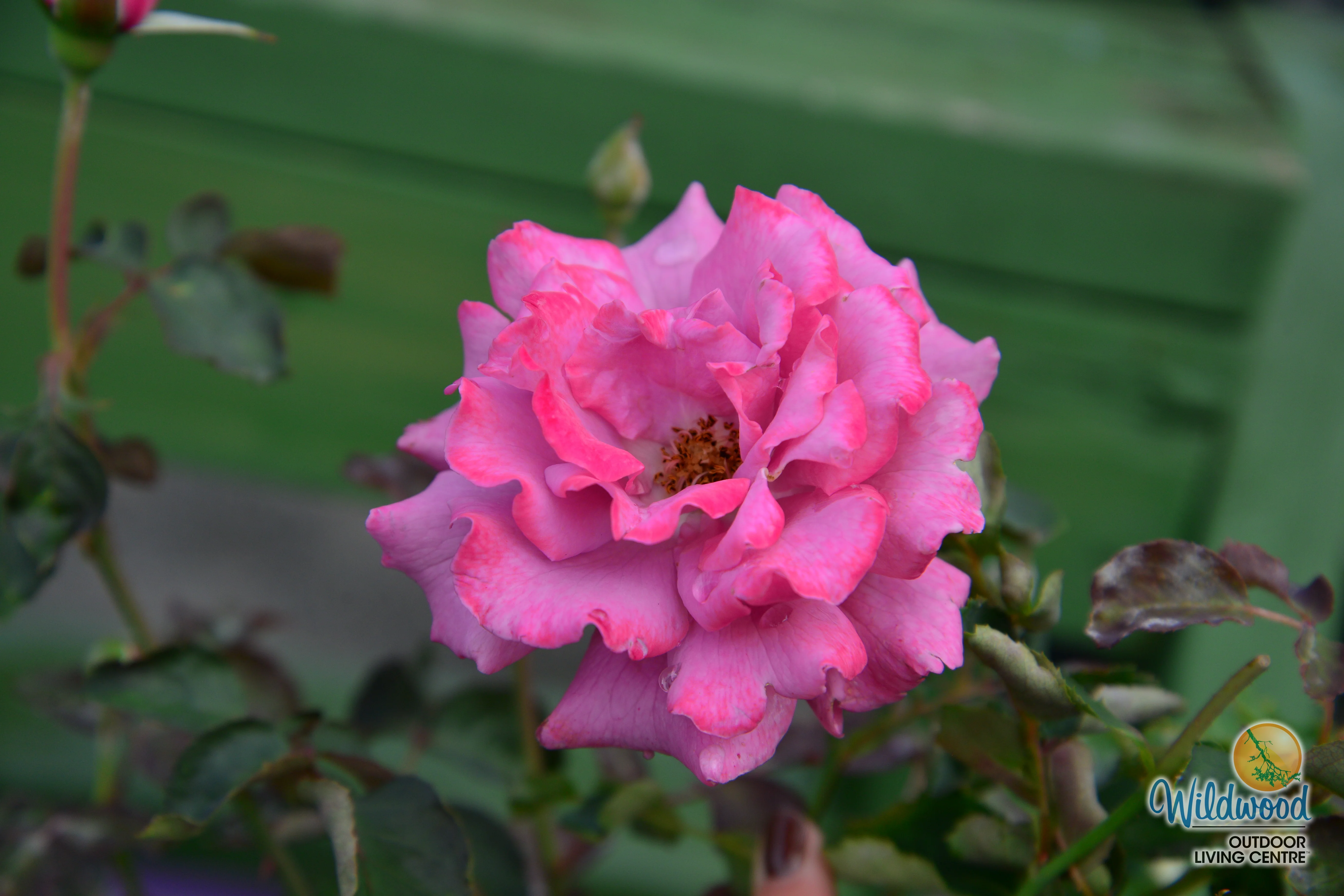 Angel Face - Star Roses and Plants - Image 3