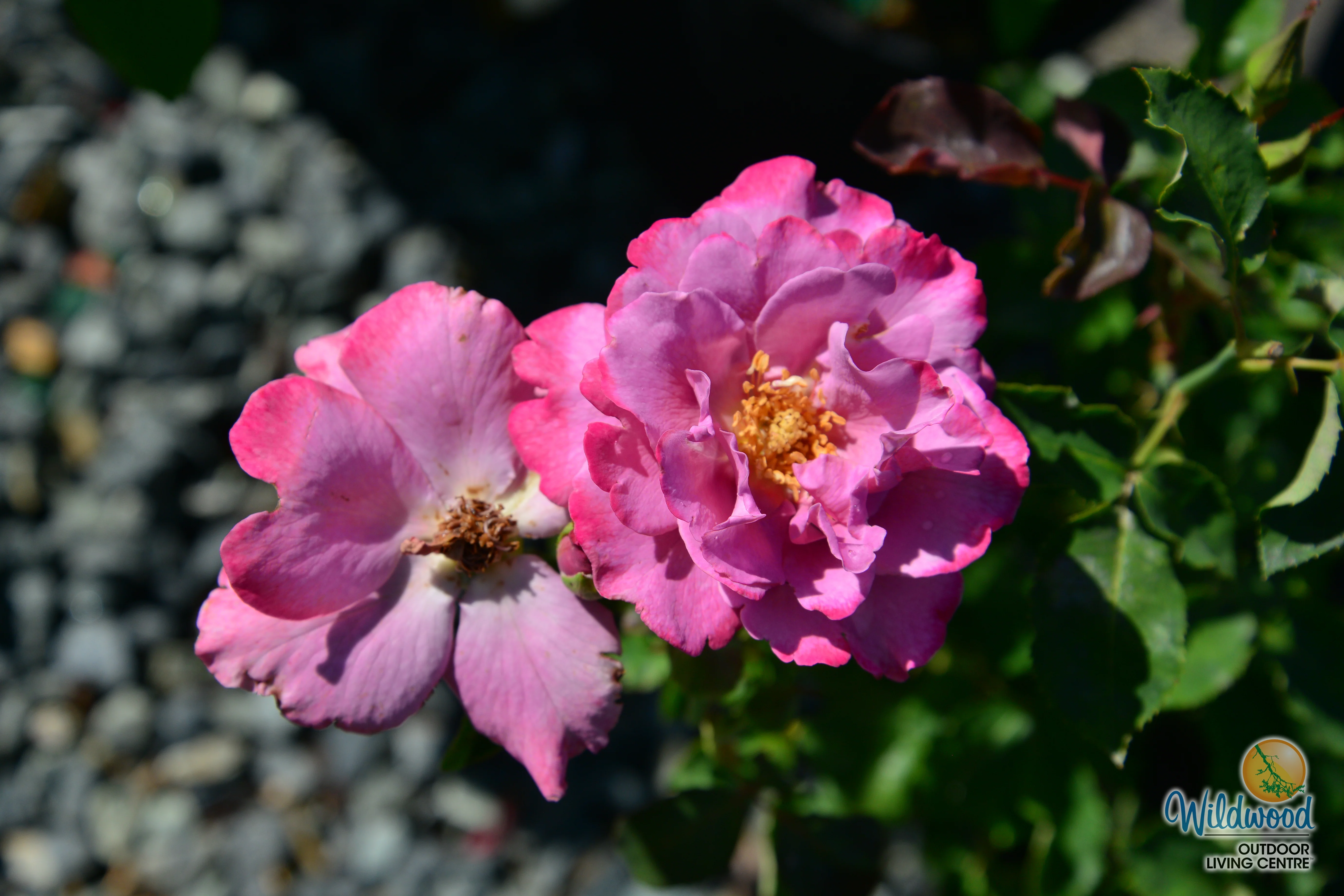 Angel Face - Star Roses and Plants - Image 4