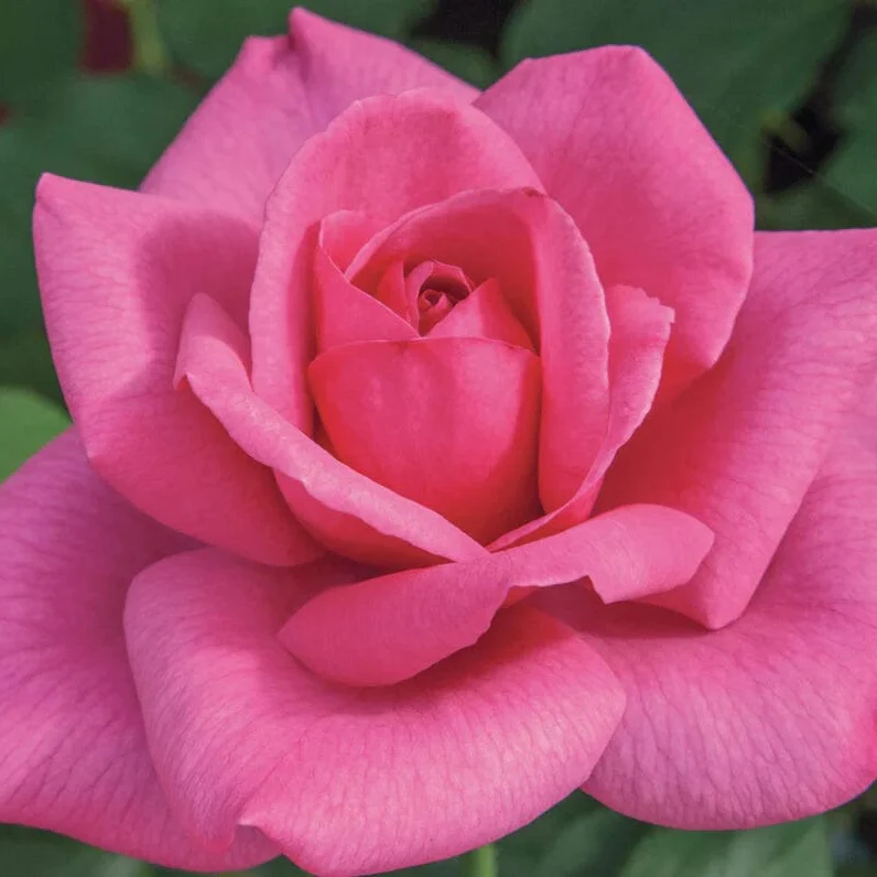 Big Momma - Star Roses and Plants