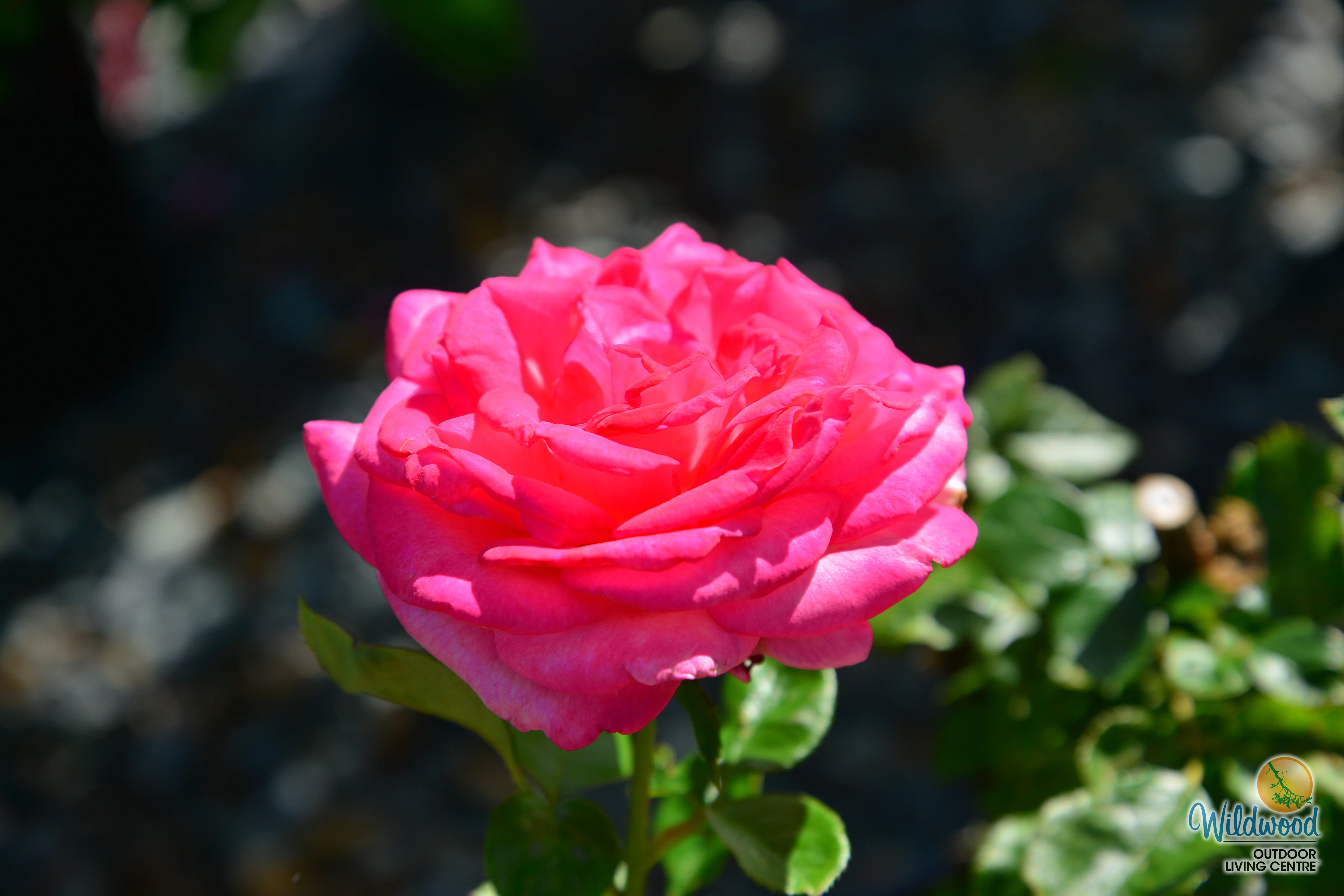 Big Momma - Star Roses and Plants - Image 2