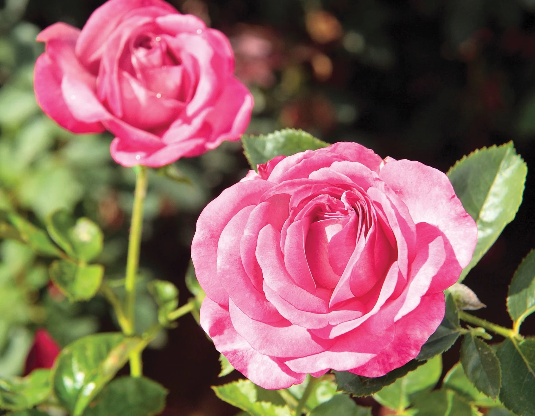 Big Momma - Star Roses and Plants - Image 3
