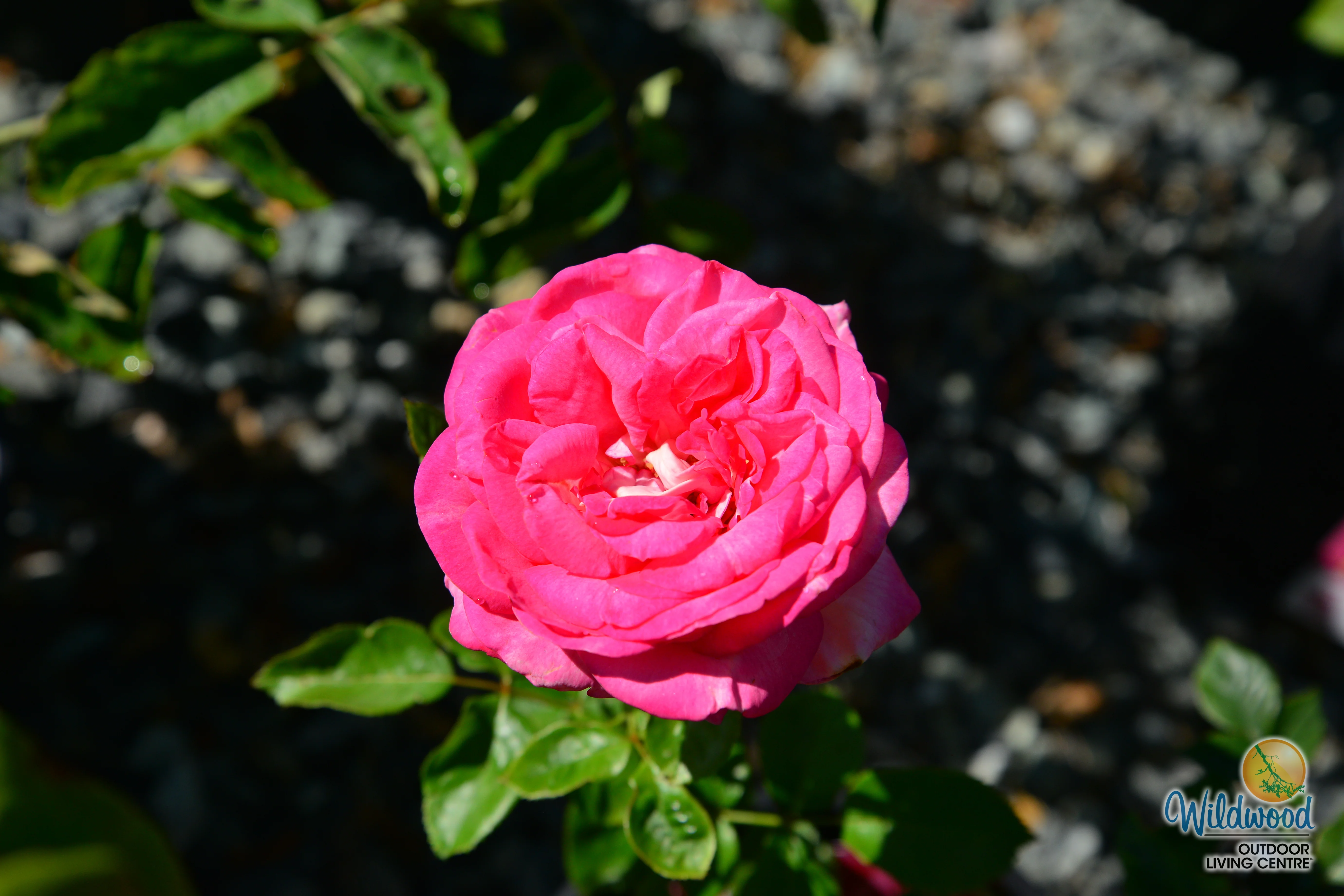 Big Momma - Star Roses and Plants - Image 4