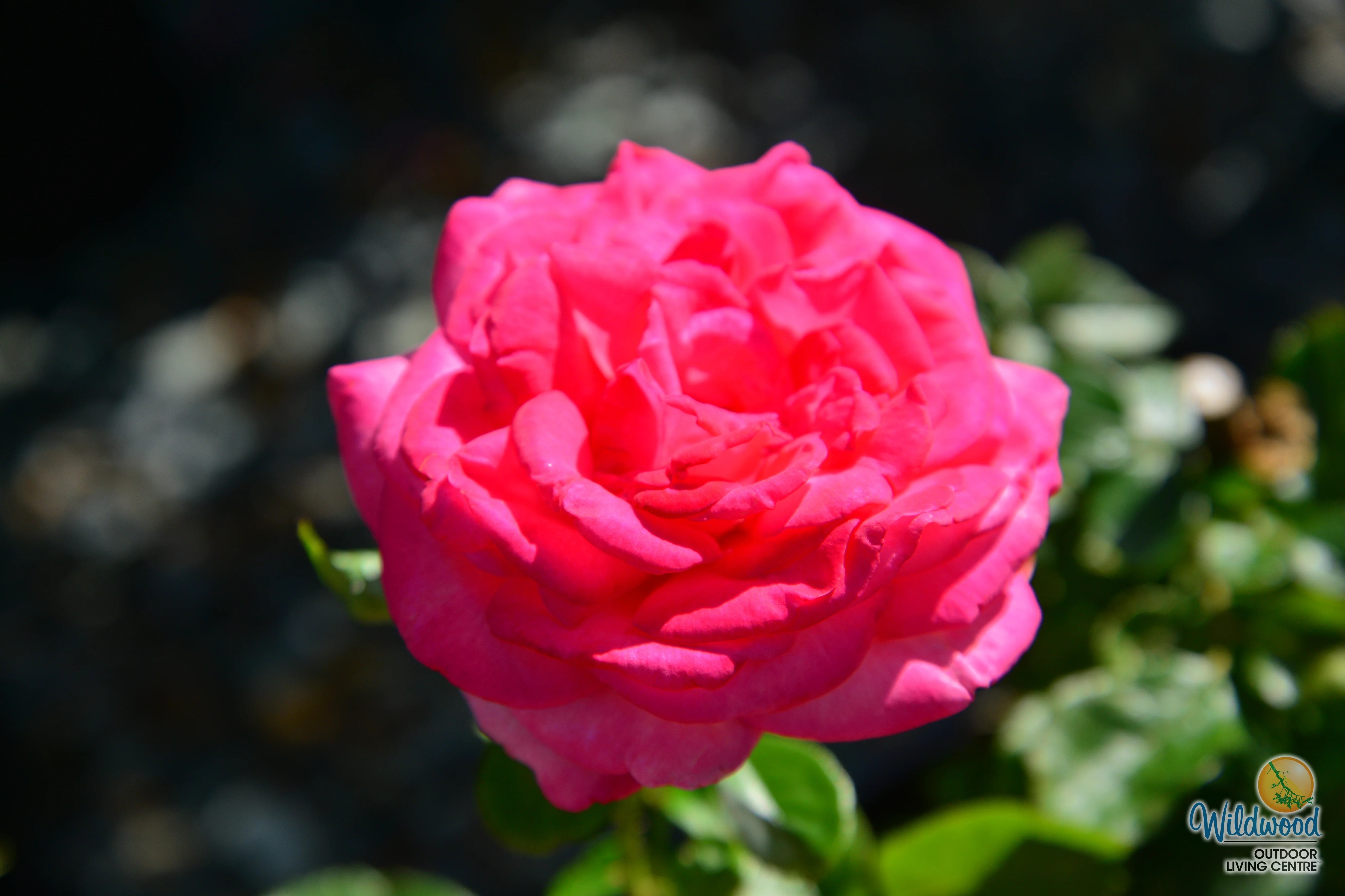 Big Momma - Star Roses and Plants - Image 5
