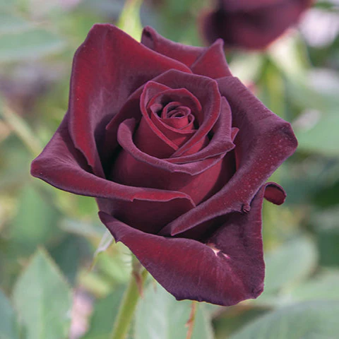 Black Baccara - Star Roses and Plants