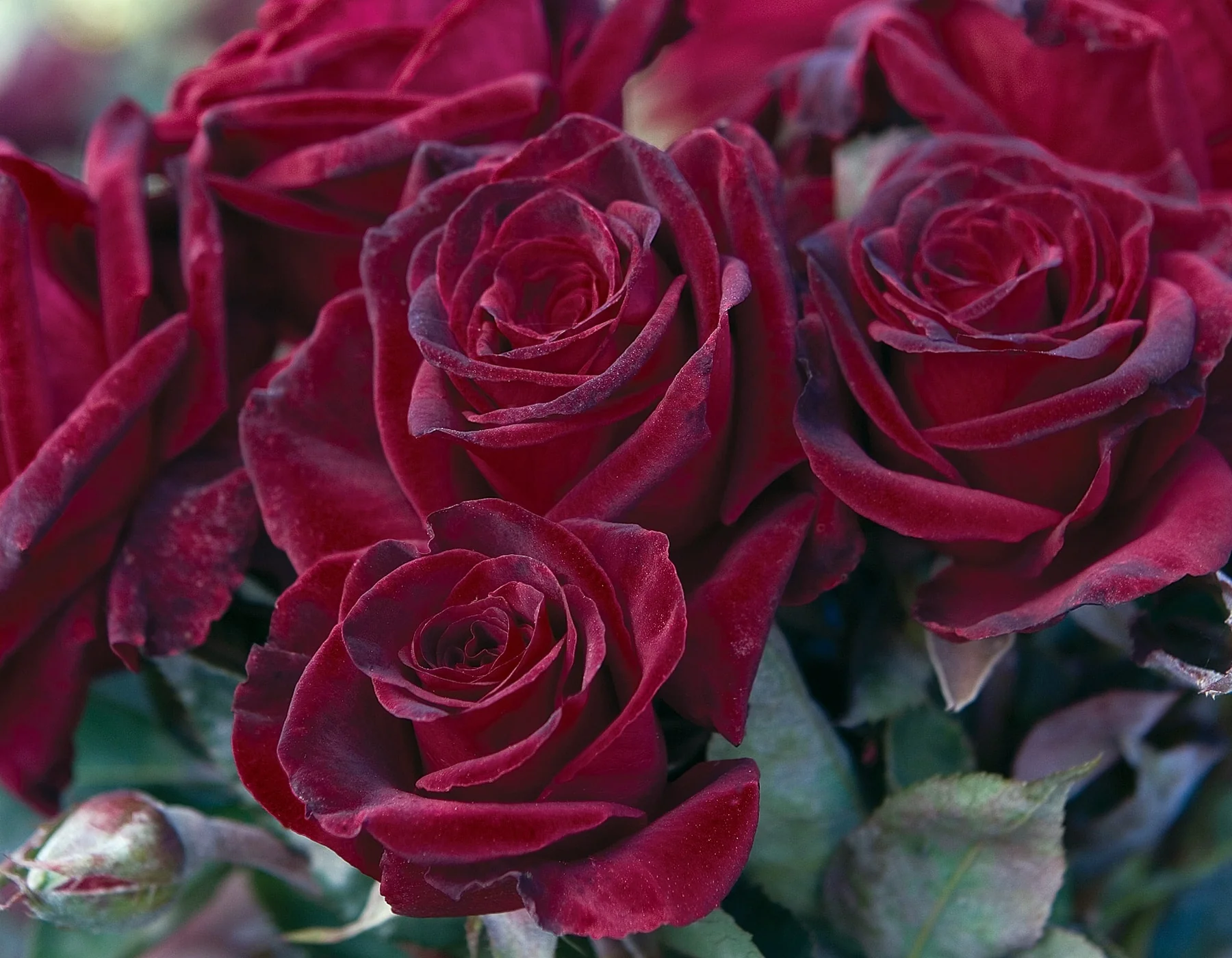 Black Baccara - Star Roses and Plants - Image 2