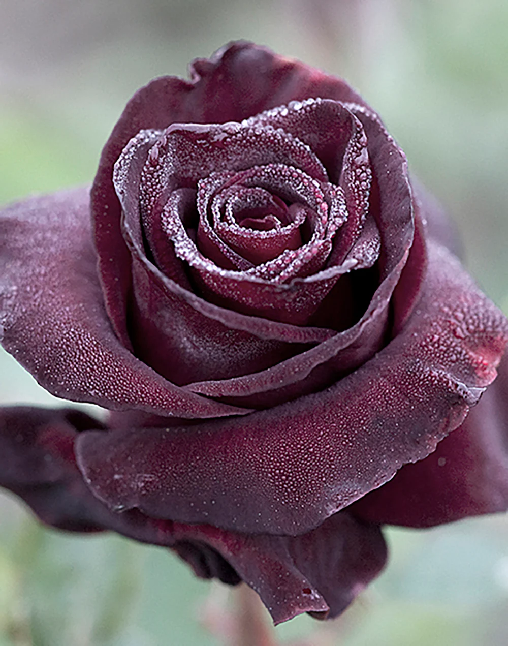 Black Baccara - Star Roses and Plants - Image 3