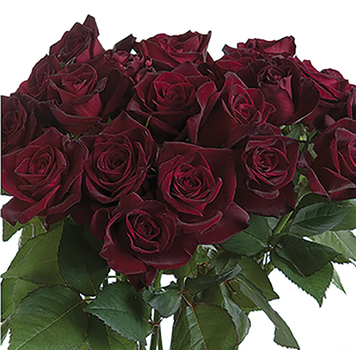 Black Baccara - Star Roses and Plants - Image 4