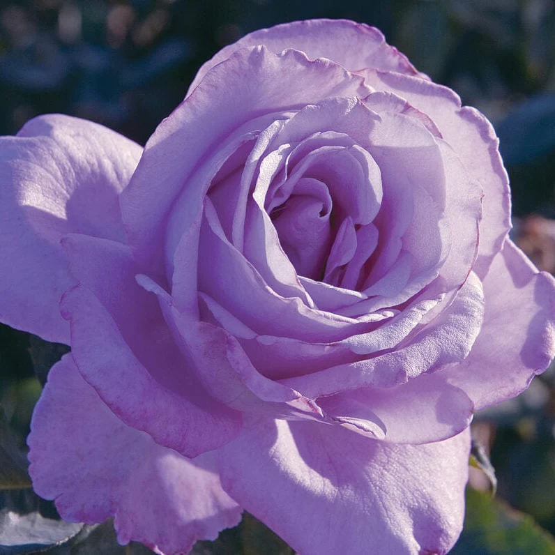 Blue Girl - Kordes® Roses
