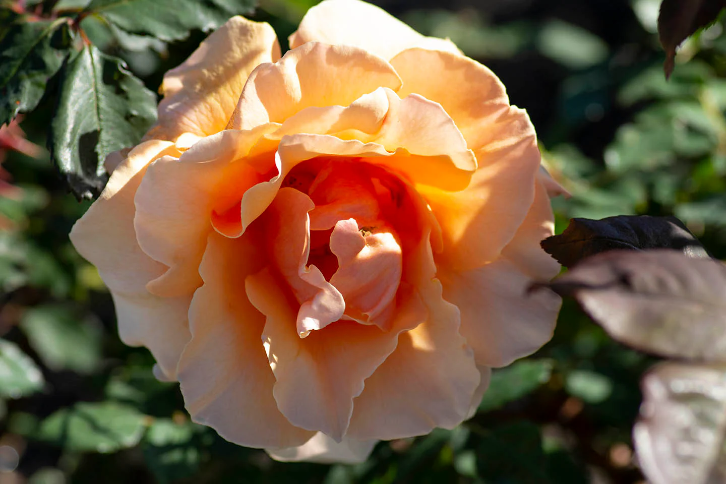 Brandy - Star Roses and Plants - Image 3
