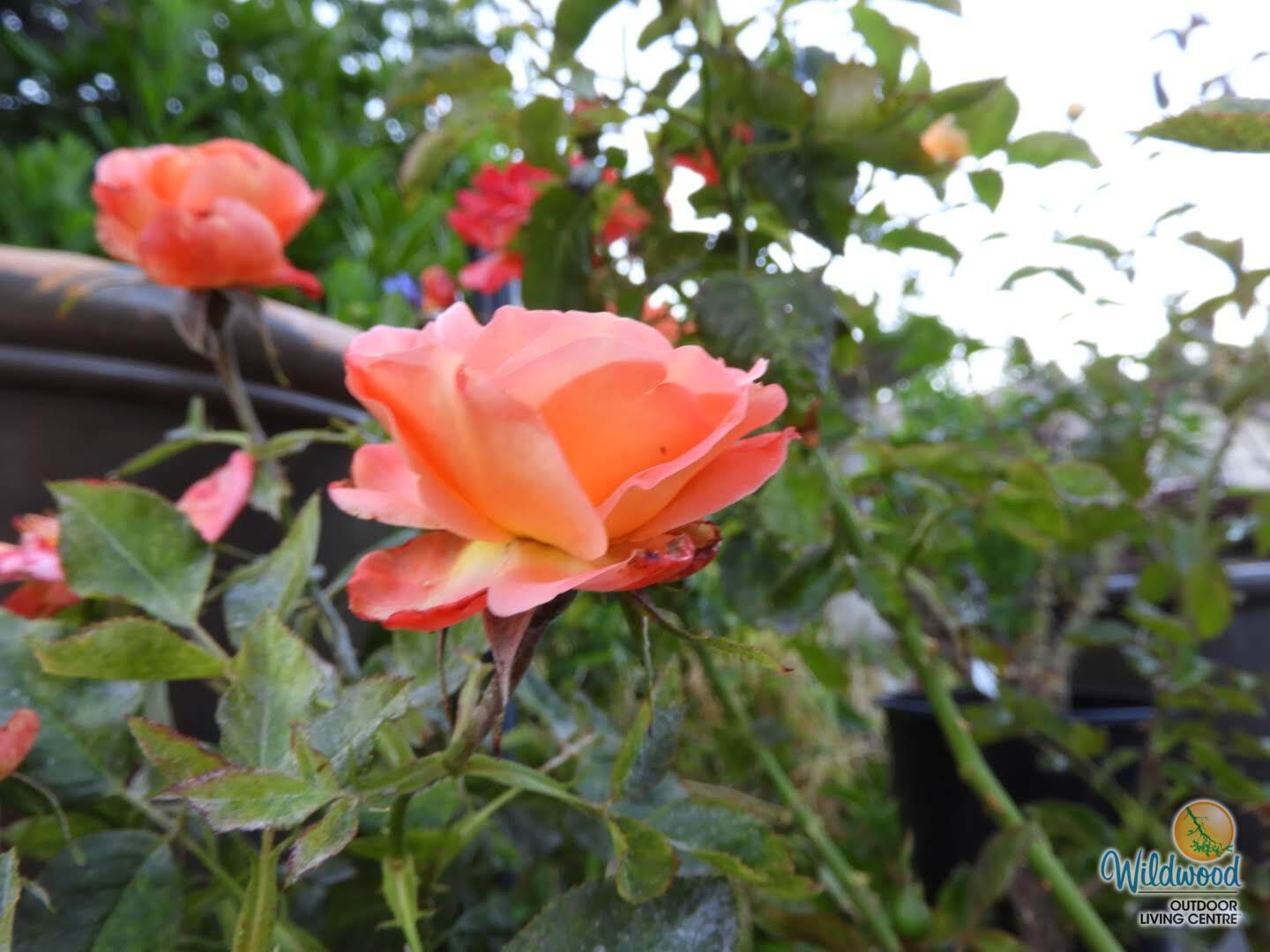 Brandy - Star Roses and Plants - Image 4