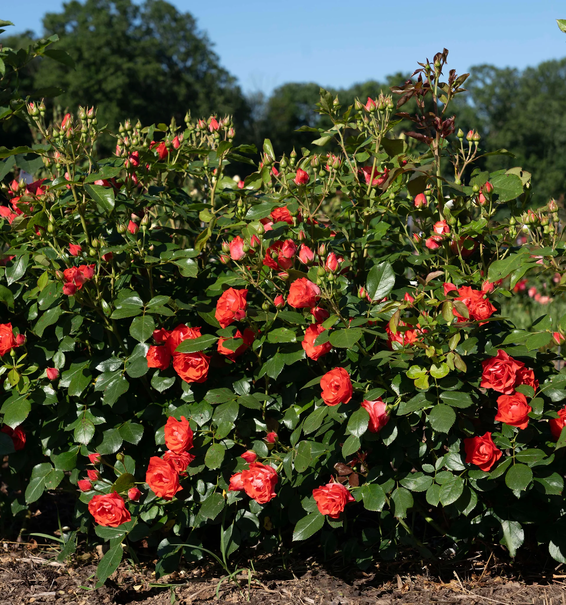 Brick House - Star Roses and Plants - Image 2