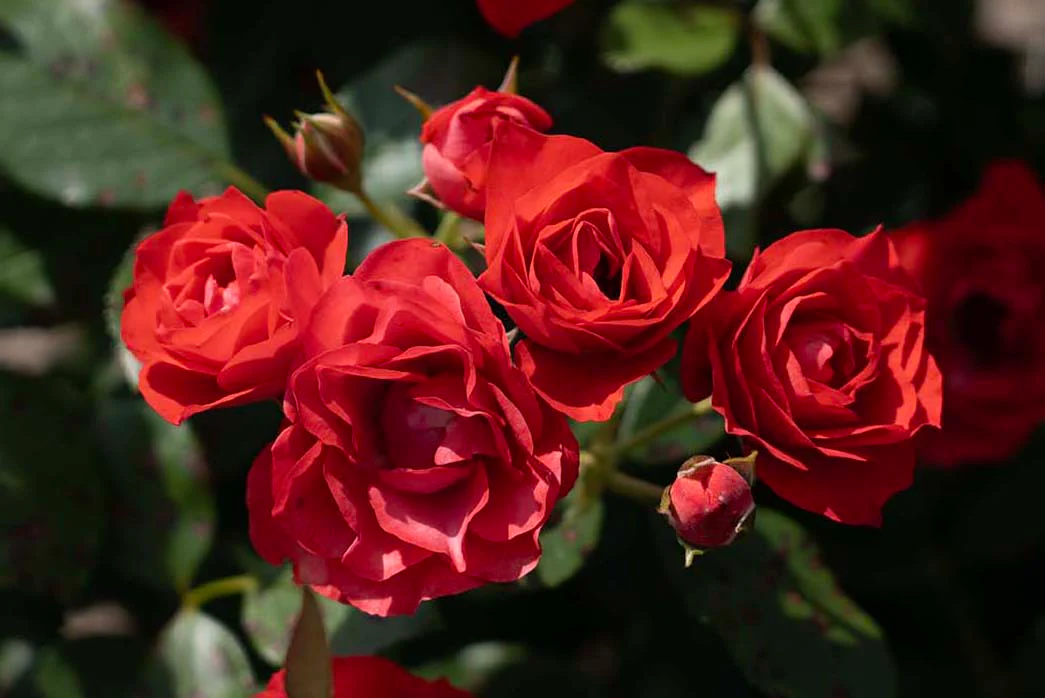 Brick House - Star Roses and Plants - Image 3
