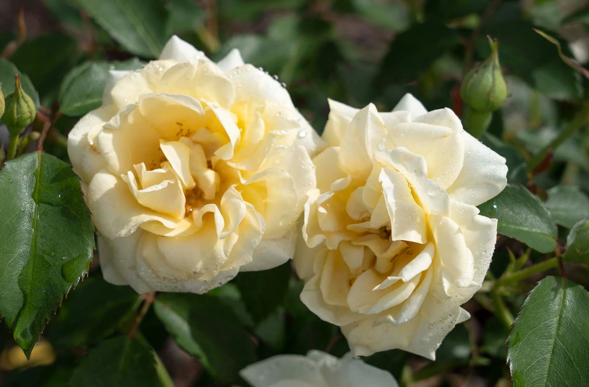 Buttercream Drift - Star Roses and Plants - Image 2