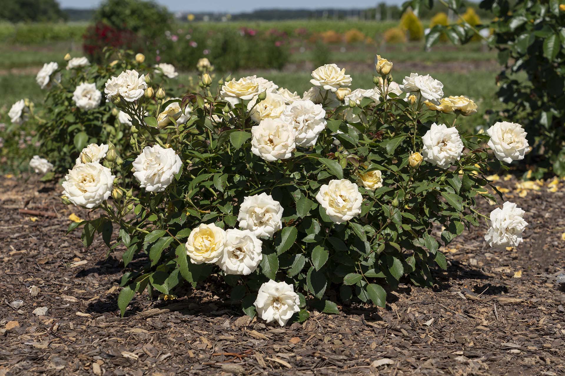 Buttercream Drift - Star Roses and Plants - Image 3