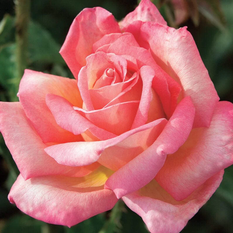 Chicago Peace - Star Roses and Plants