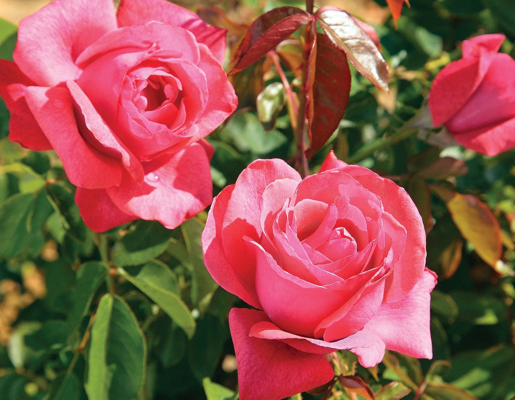 Cinnamon Dolce - Star Roses and Plants - Image 2