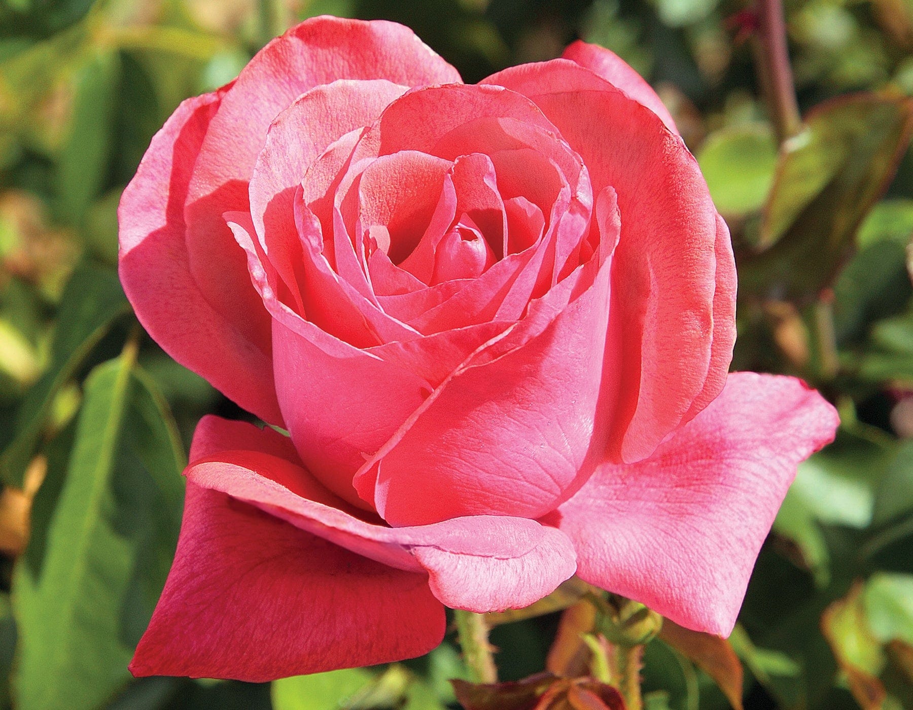 Cinnamon Dolce - Star Roses and Plants - Image 3
