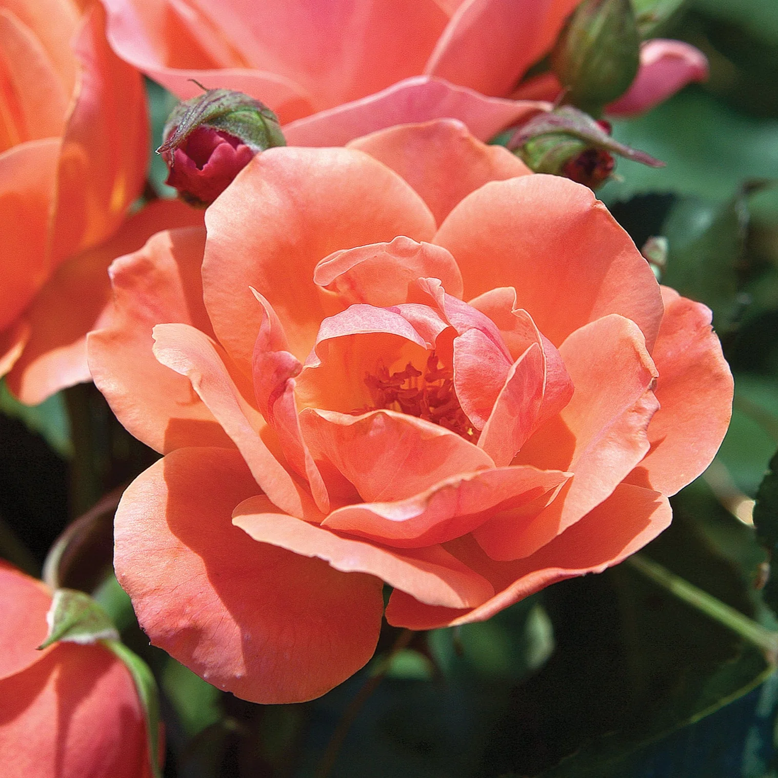 Coral Knock Out - Star Roses and Plants - Image 2