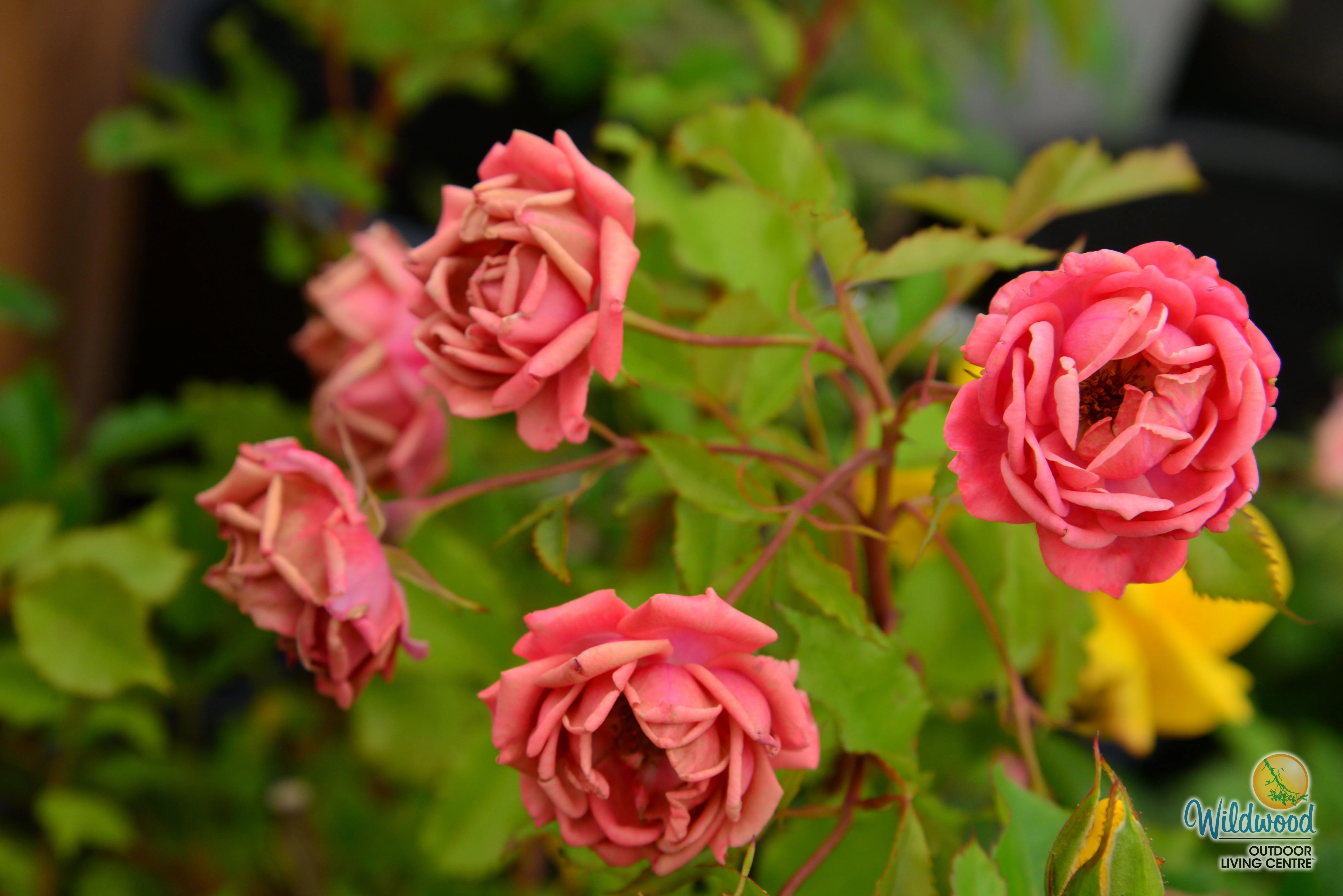Coral Knock Out - Star Roses and Plants - Image 3