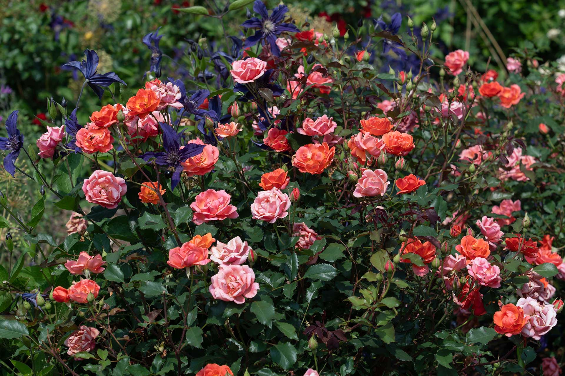 Coral Knock Out - Star Roses and Plants - Image 4