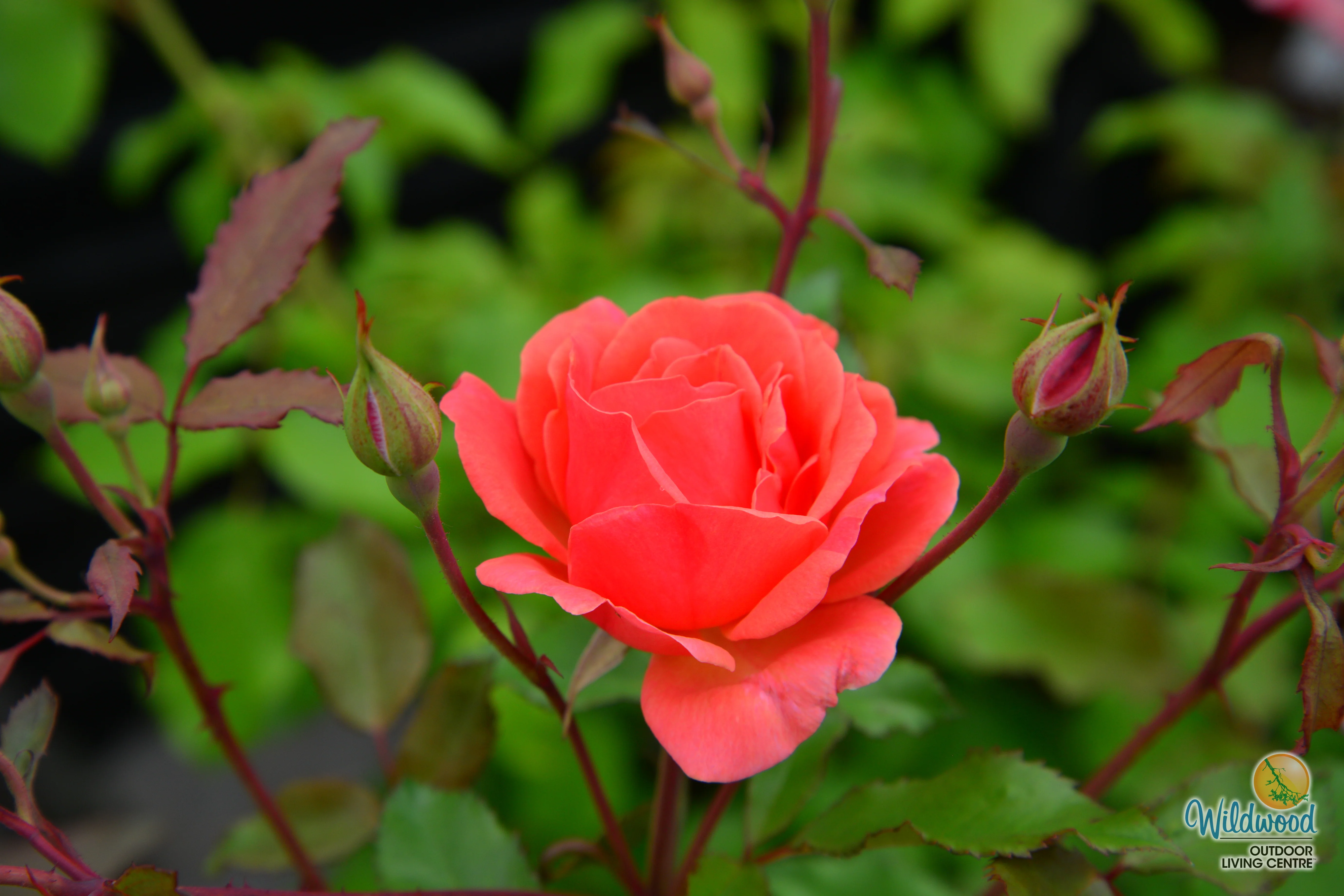 Coral Knock Out - Star Roses and Plants - Image 5