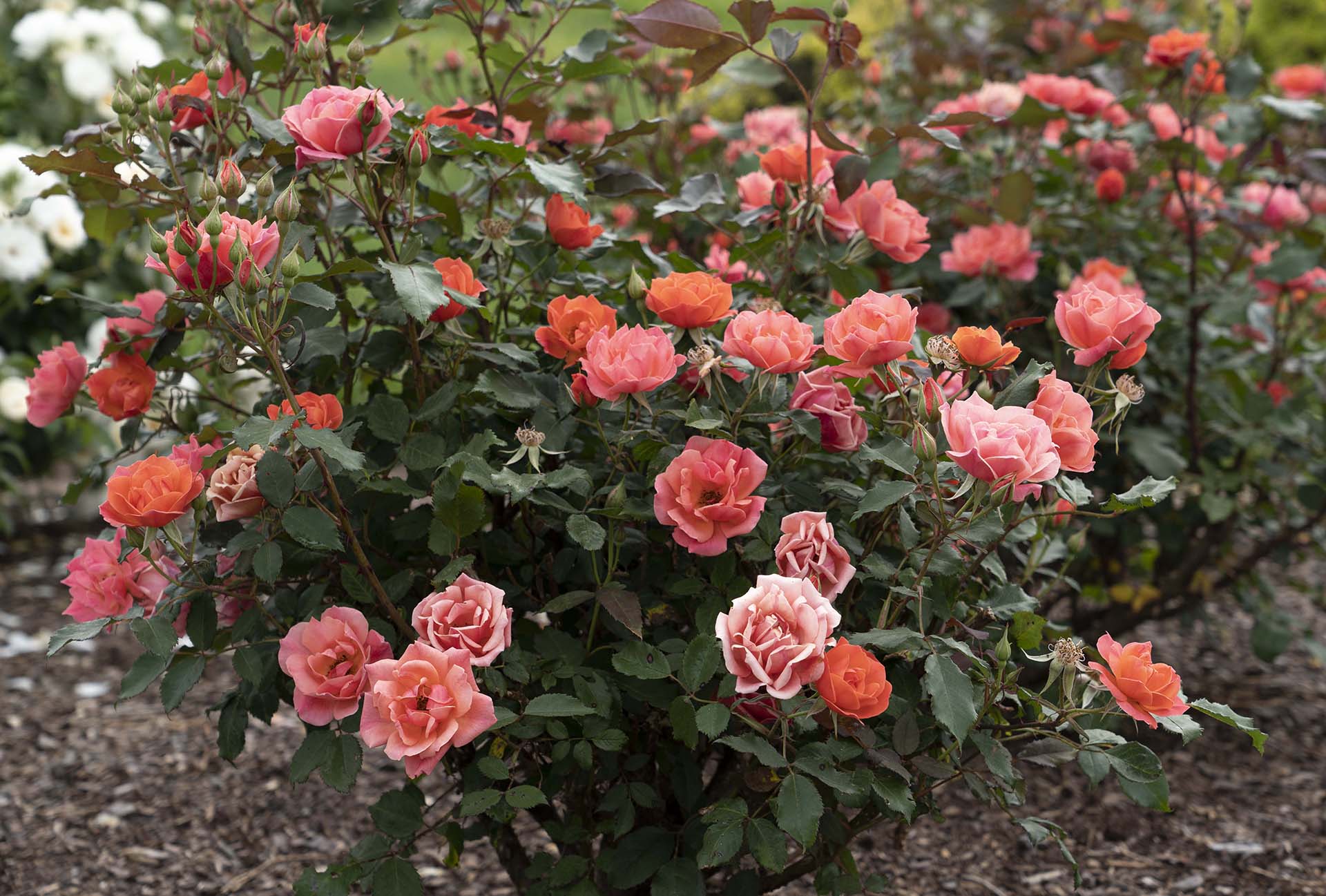 Coral Knock Out - Star Roses and Plants - Image 6