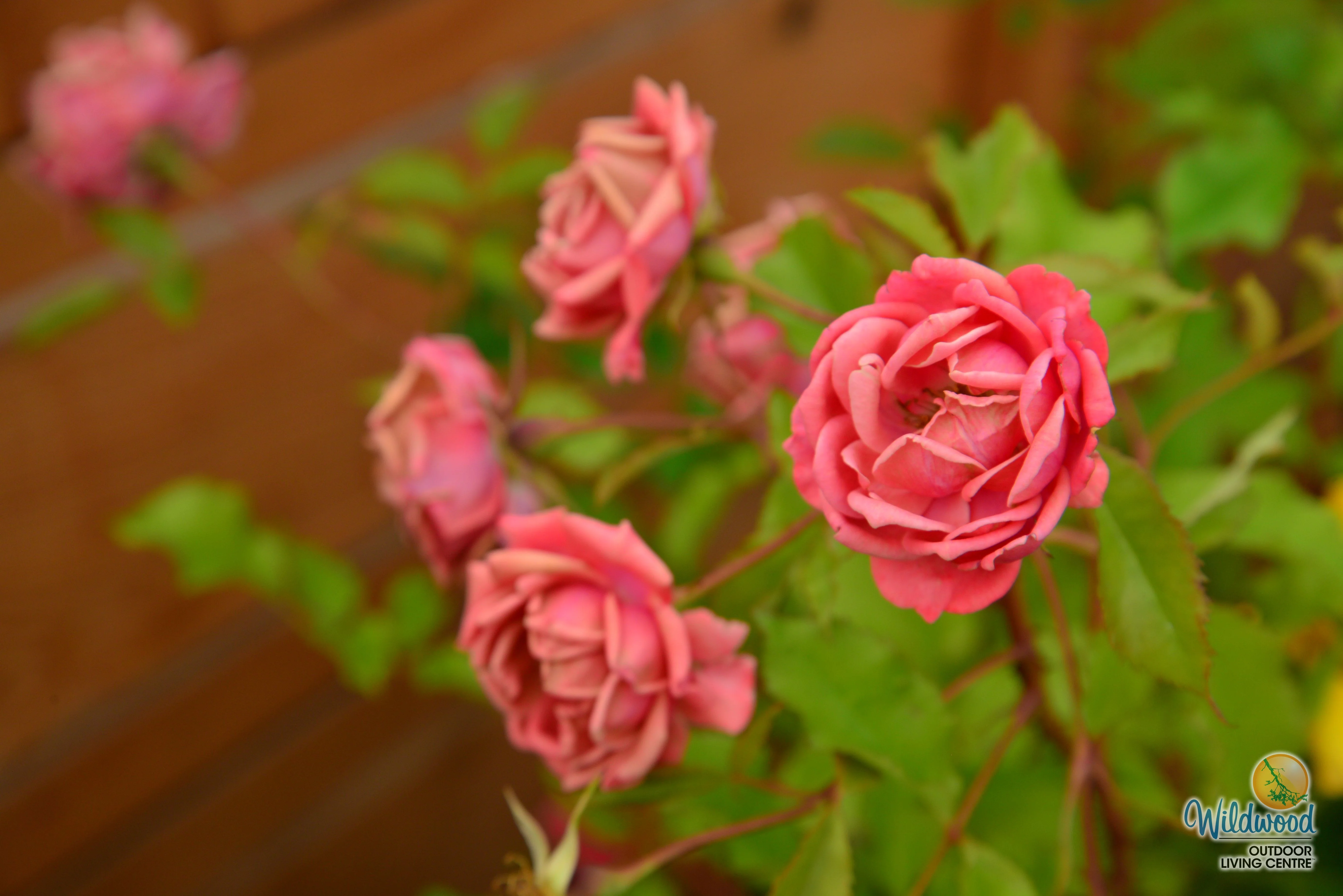 Coral Knock Out - Star Roses and Plants - Image 7
