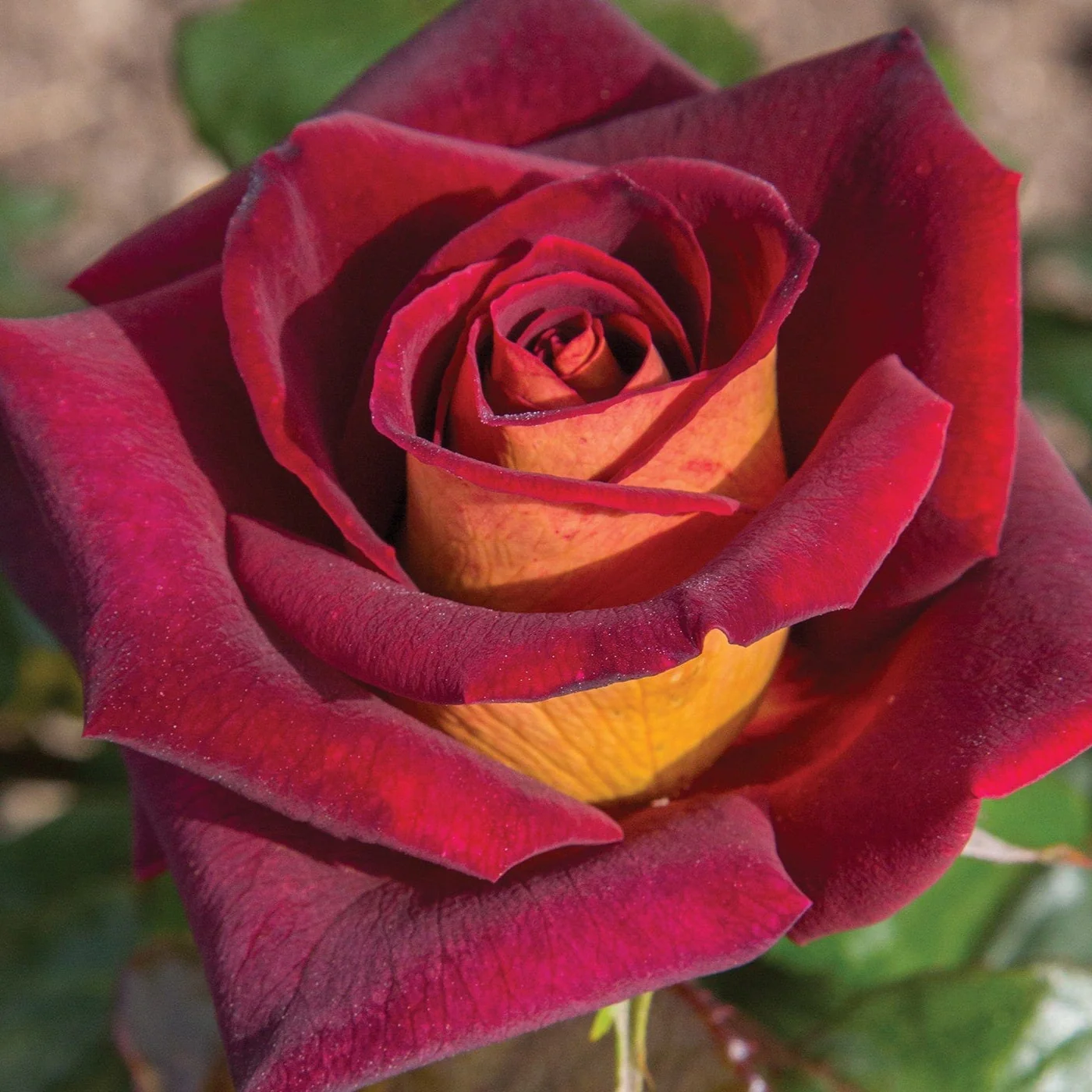Dark Night - Star Roses and Plants