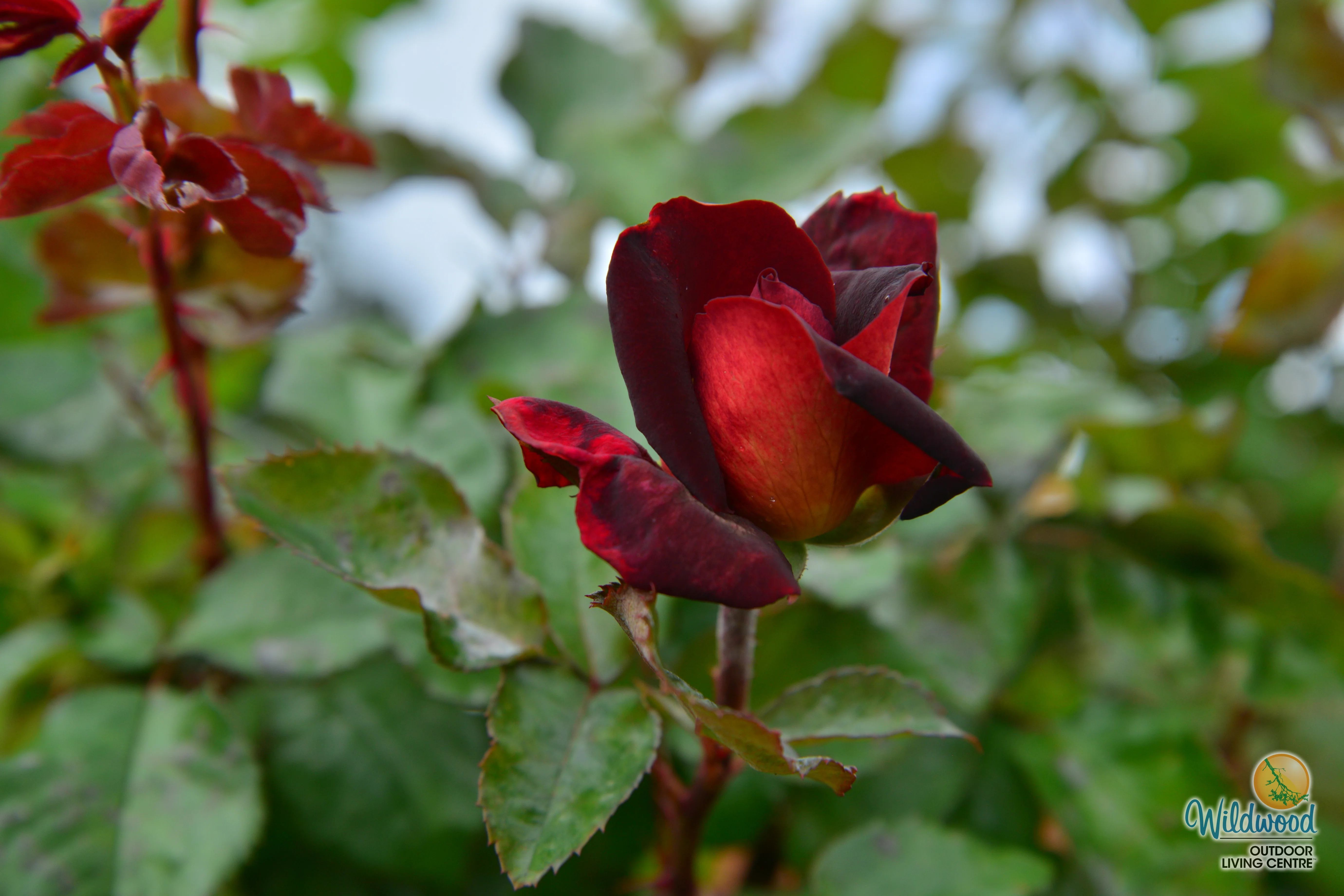 Dark Night - Star Roses and Plants - Image 10