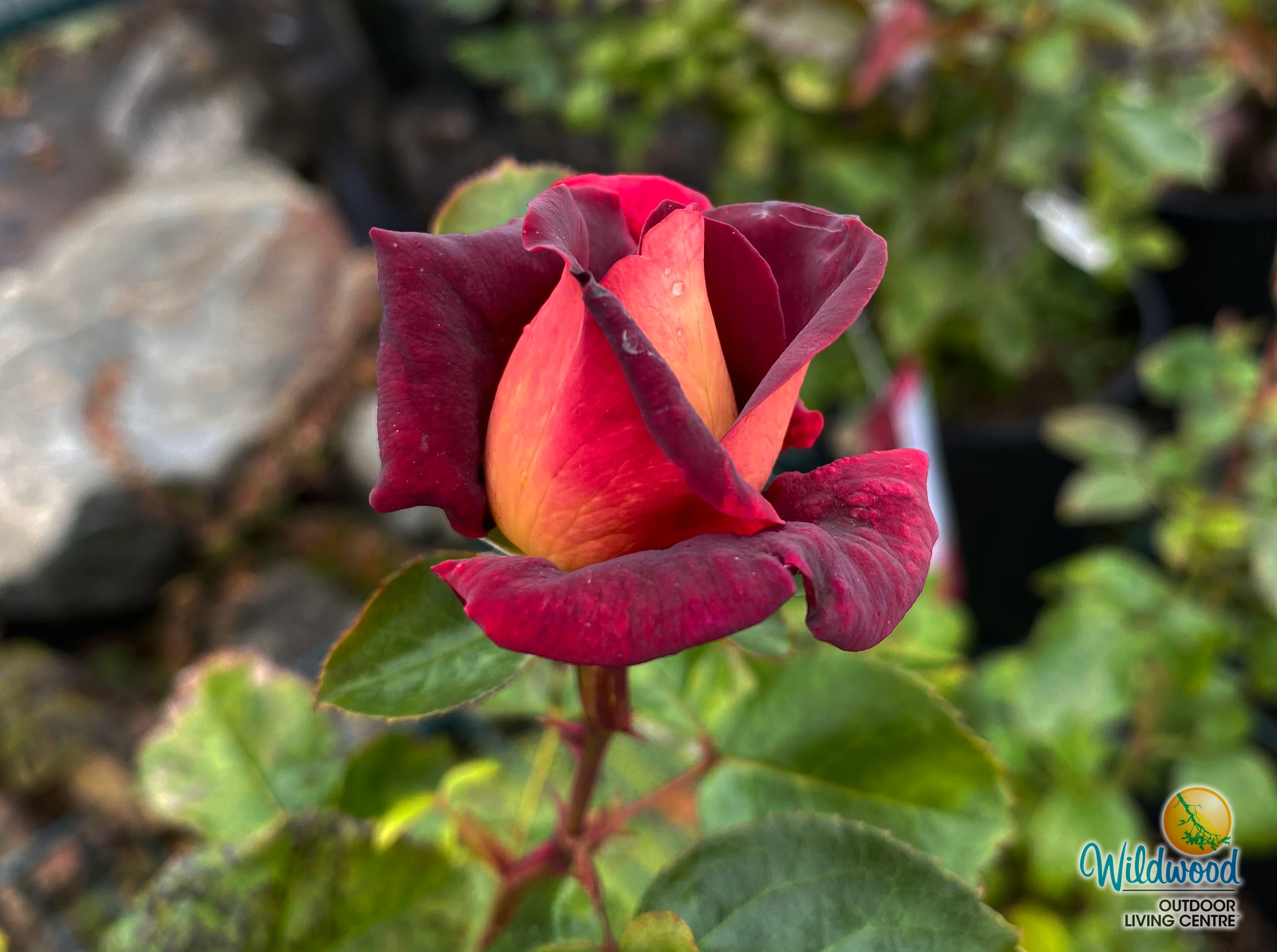 Dark Night - Star Roses and Plants - Image 11