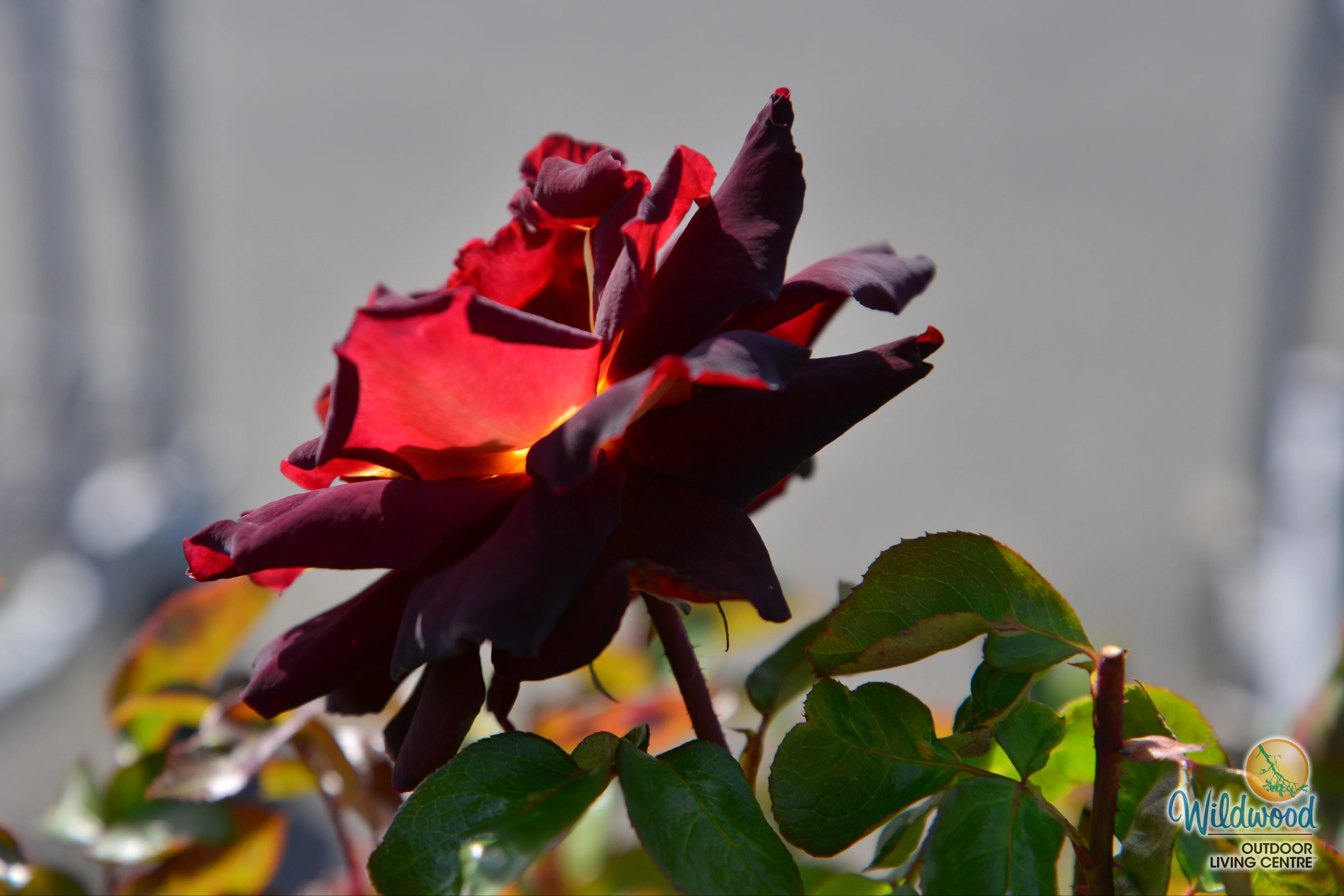 Dark Night - Star Roses and Plants - Image 12