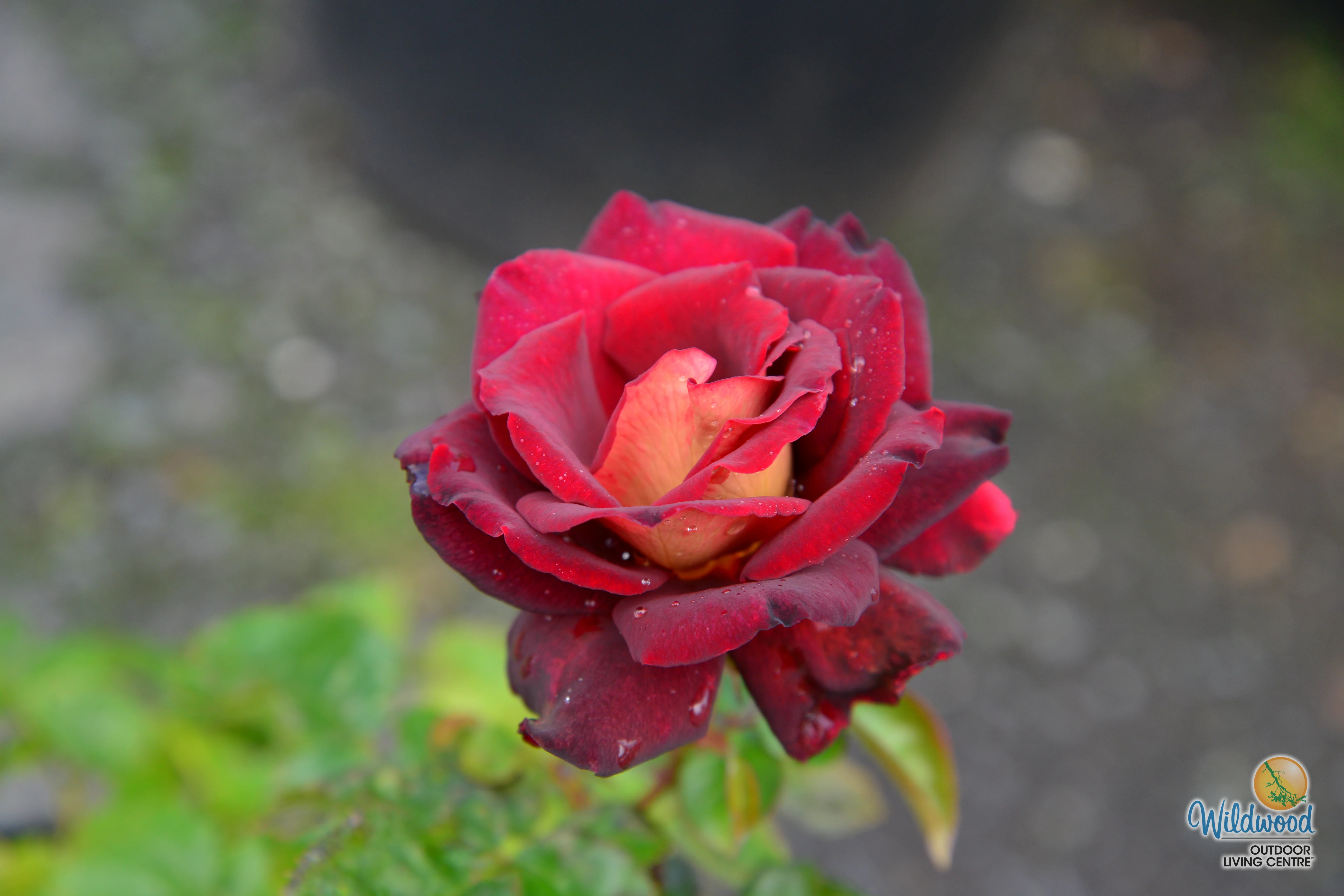 Dark Night - Star Roses and Plants - Image 13