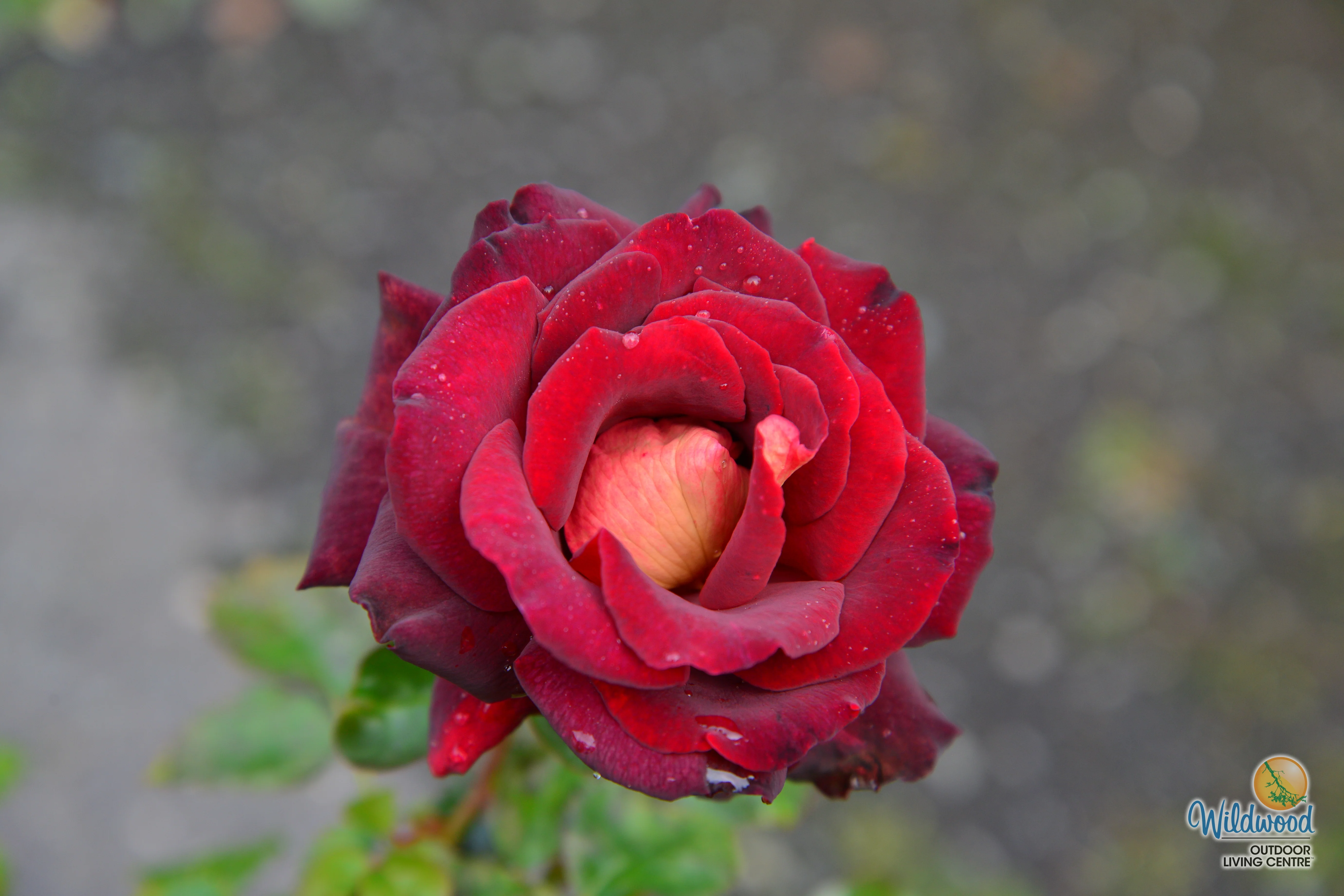 Dark Night - Star Roses and Plants - Image 14