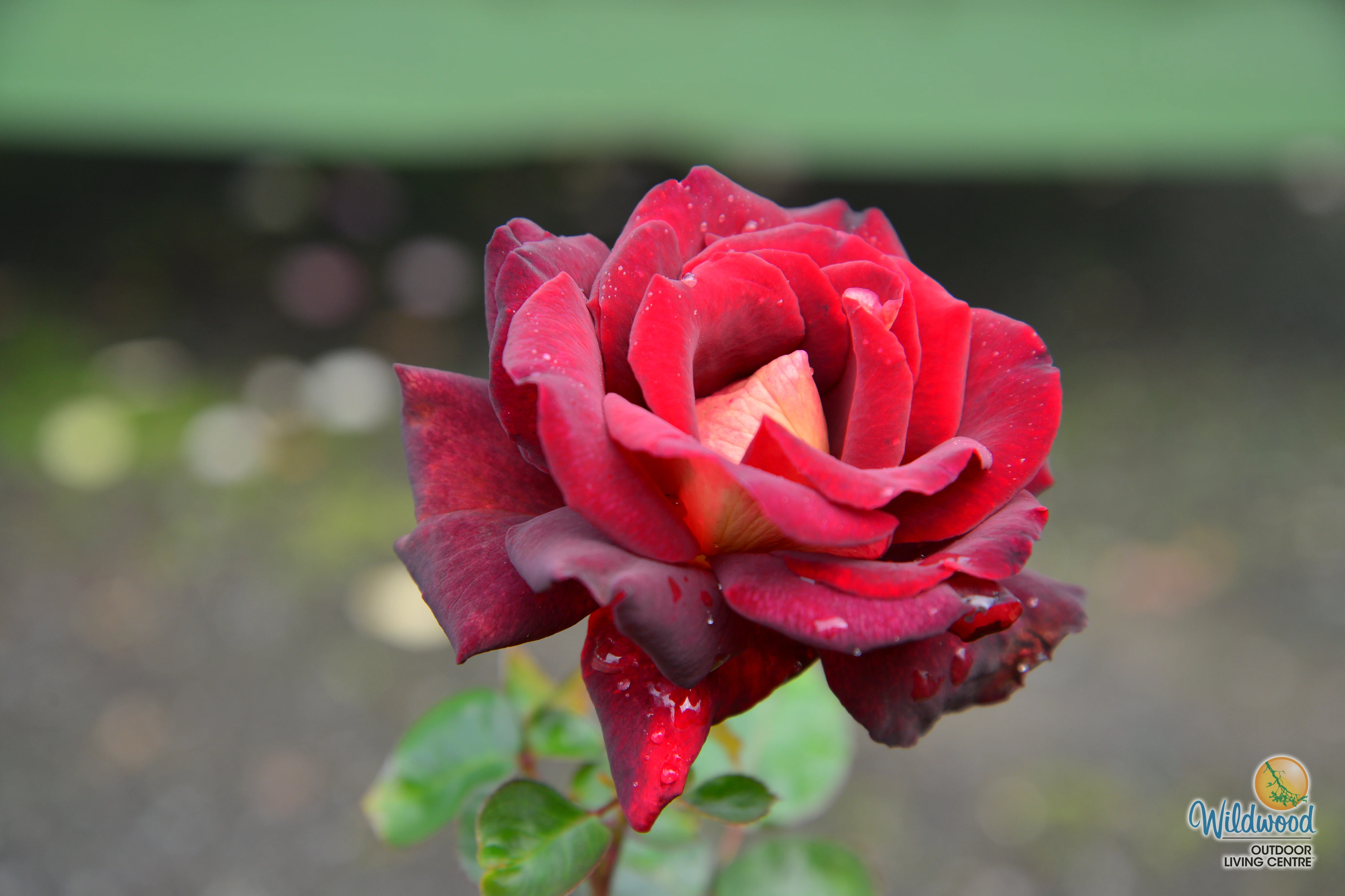 Dark Night - Star Roses and Plants - Image 15