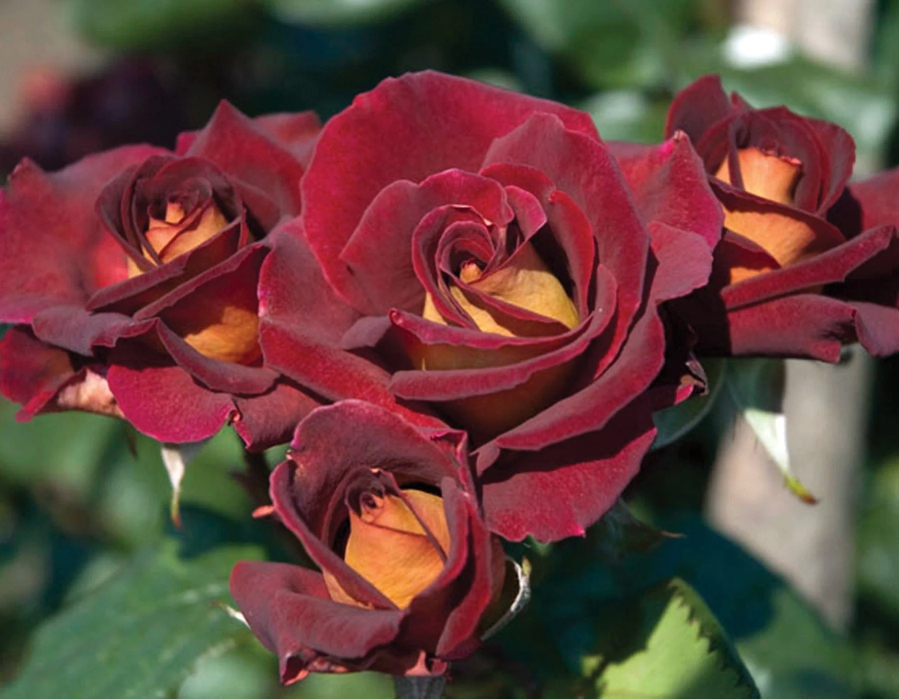 Dark Night - Star Roses and Plants - Image 3