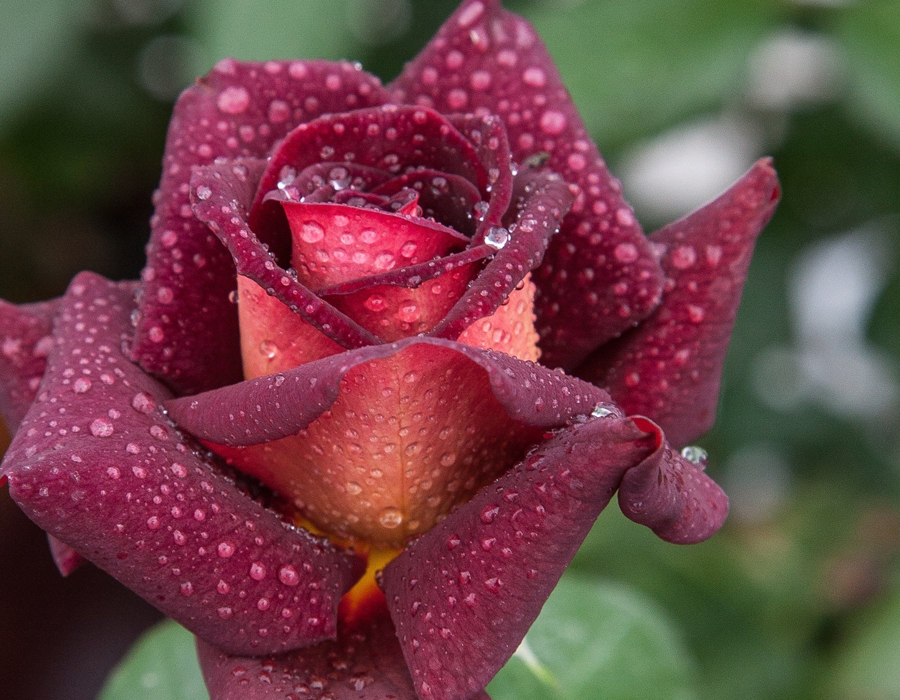Dark Night - Star Roses and Plants - Image 4