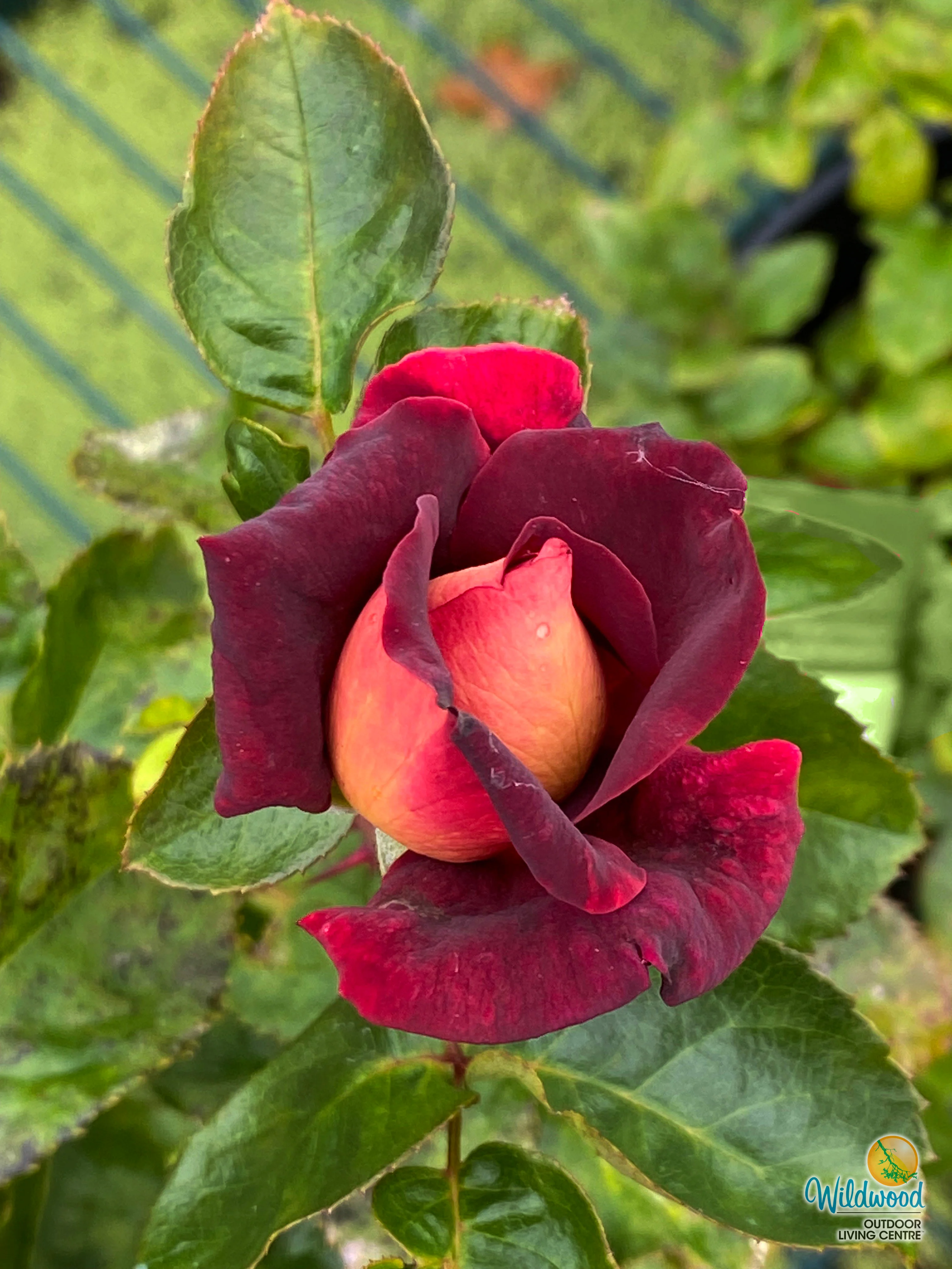 Dark Night - Star Roses and Plants - Image 5