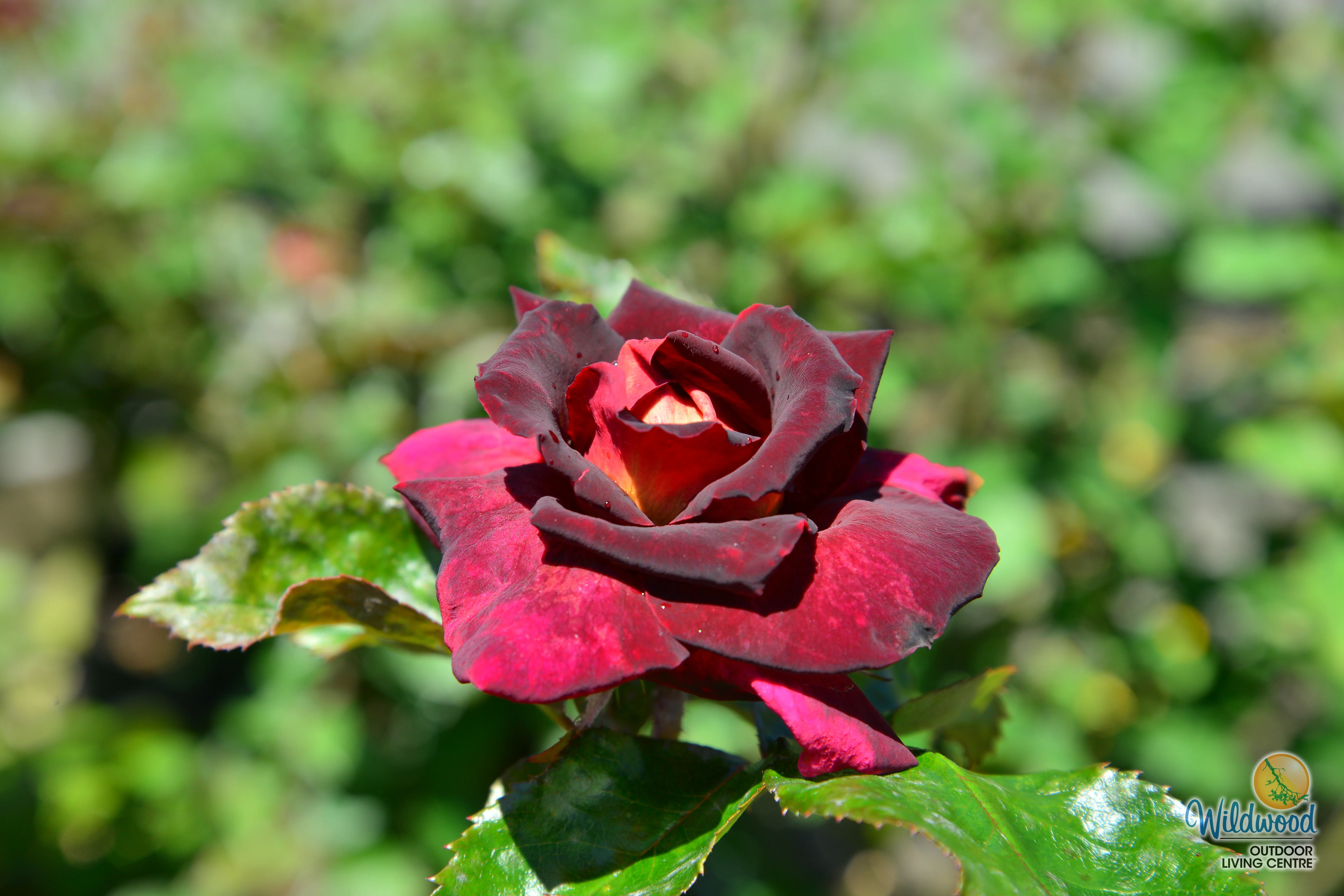 Dark Night - Star Roses and Plants - Image 6