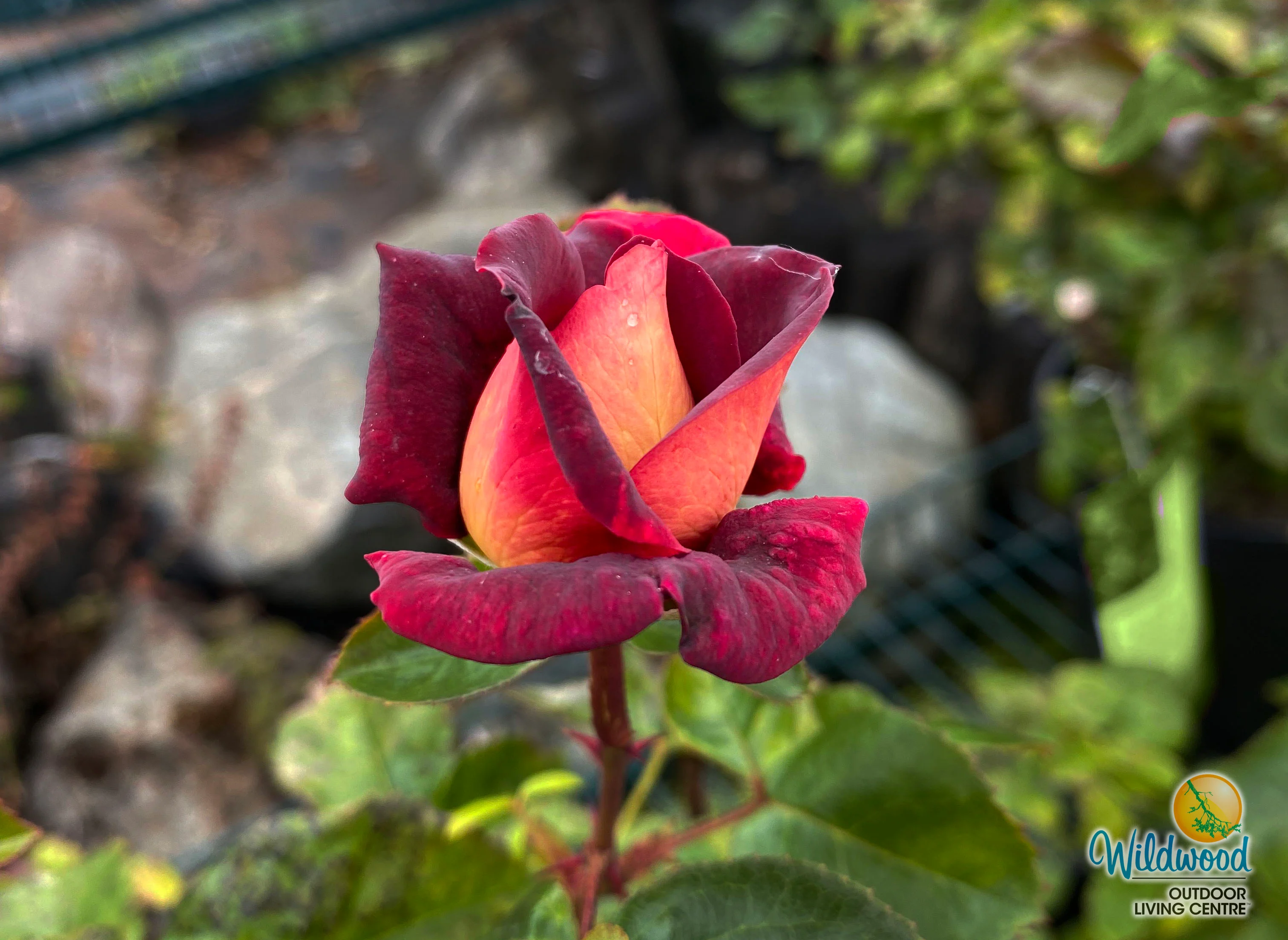 Dark Night - Star Roses and Plants - Image 7