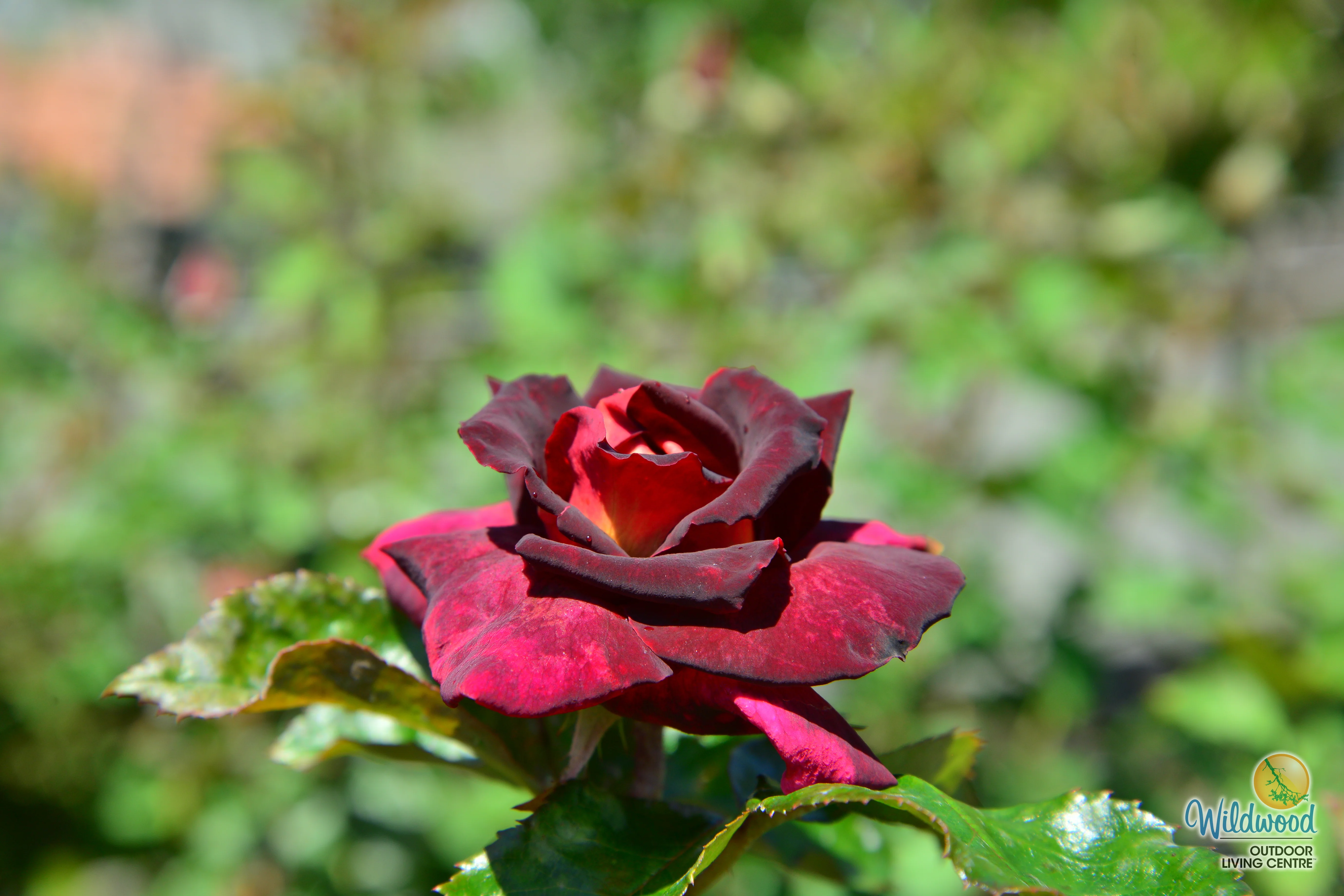 Dark Night - Star Roses and Plants - Image 8
