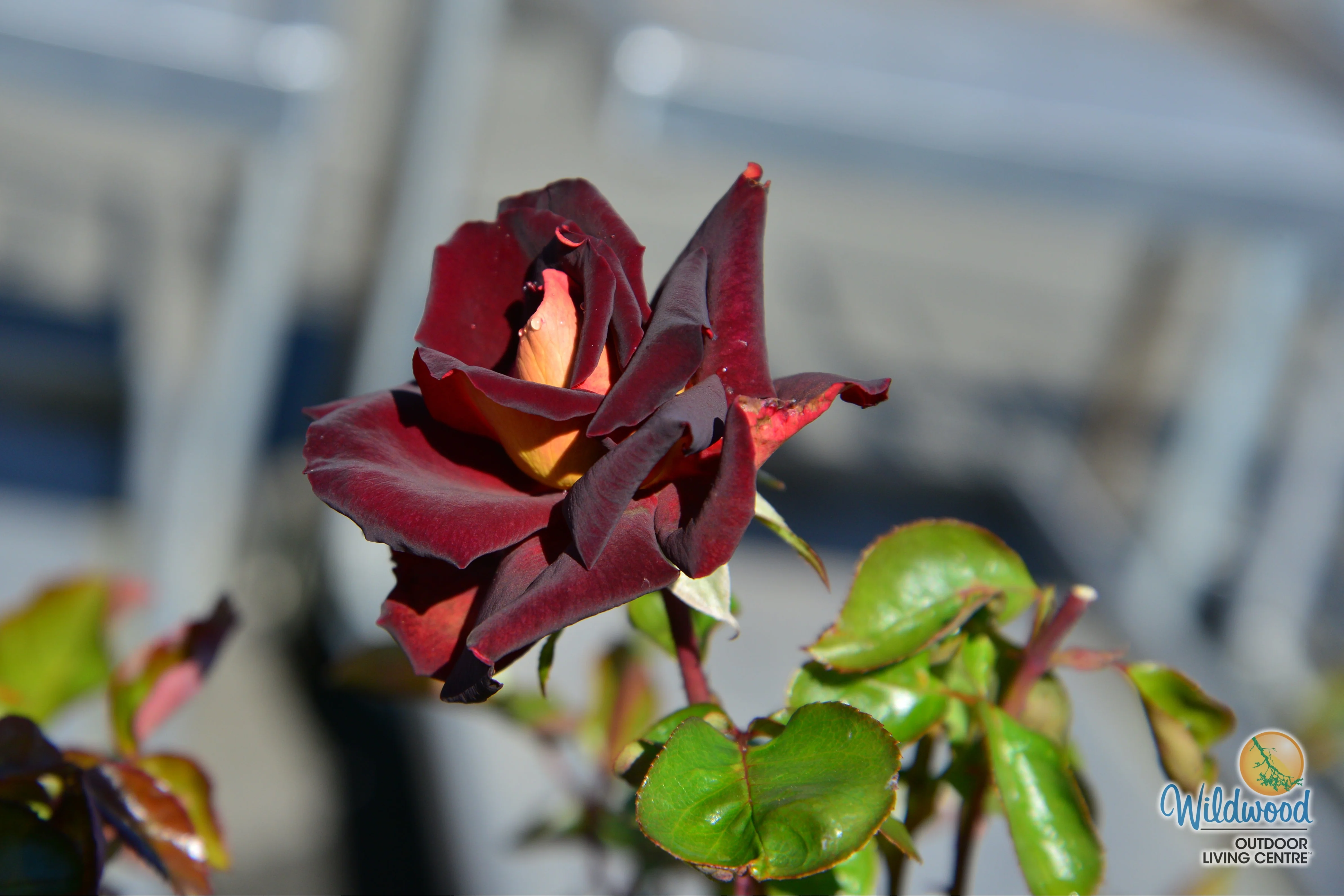 Dark Night - Star Roses and Plants - Image 9
