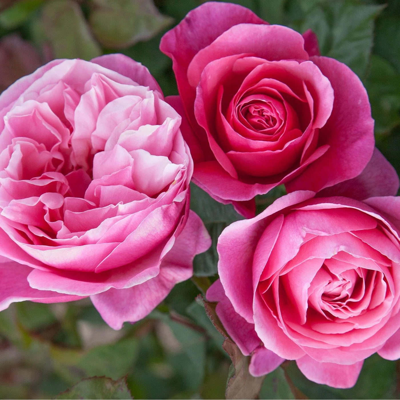 Dee-Lish - Star Roses and Plants