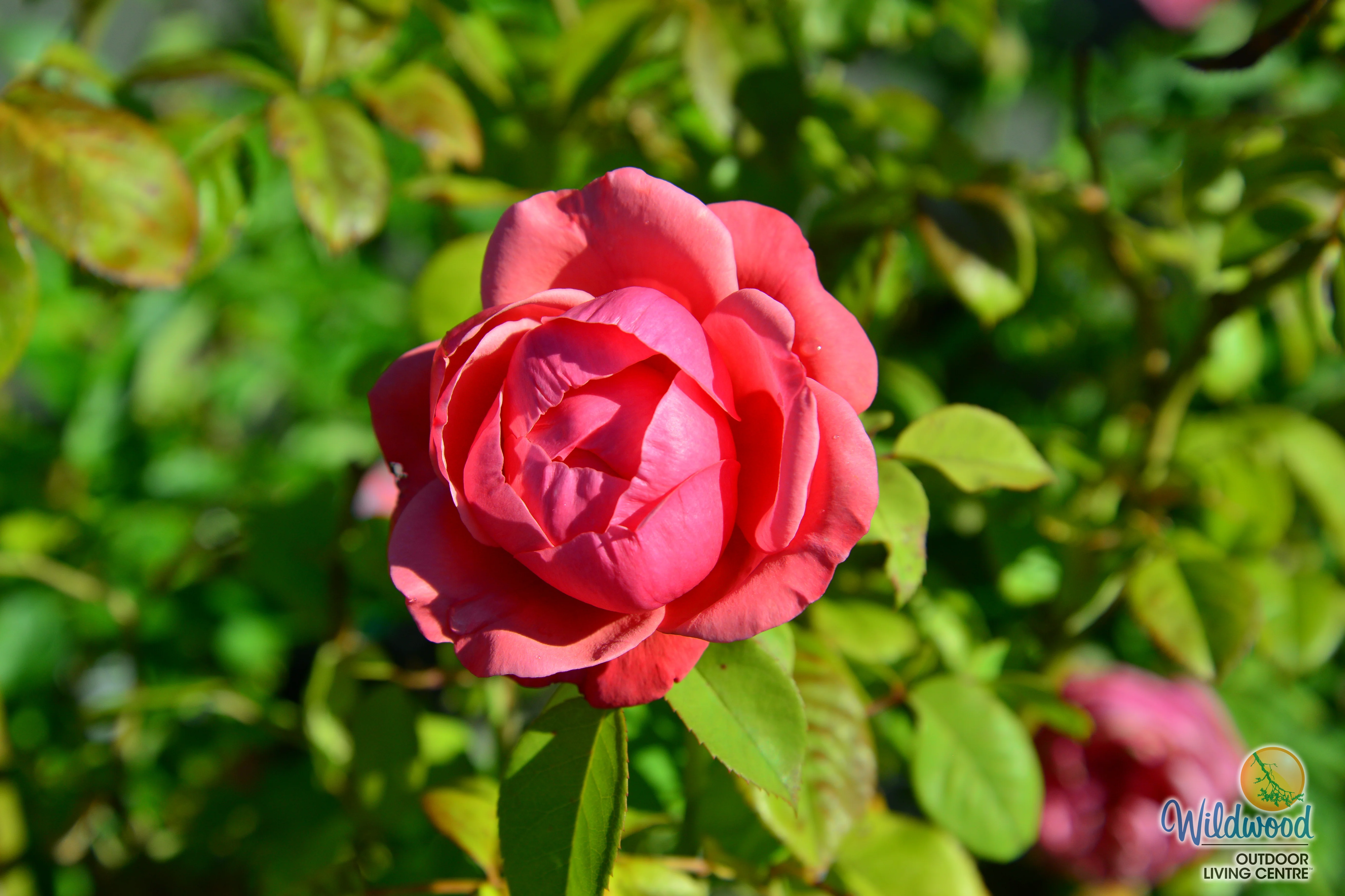 Dee-Lish - Star Roses and Plants - Image 2